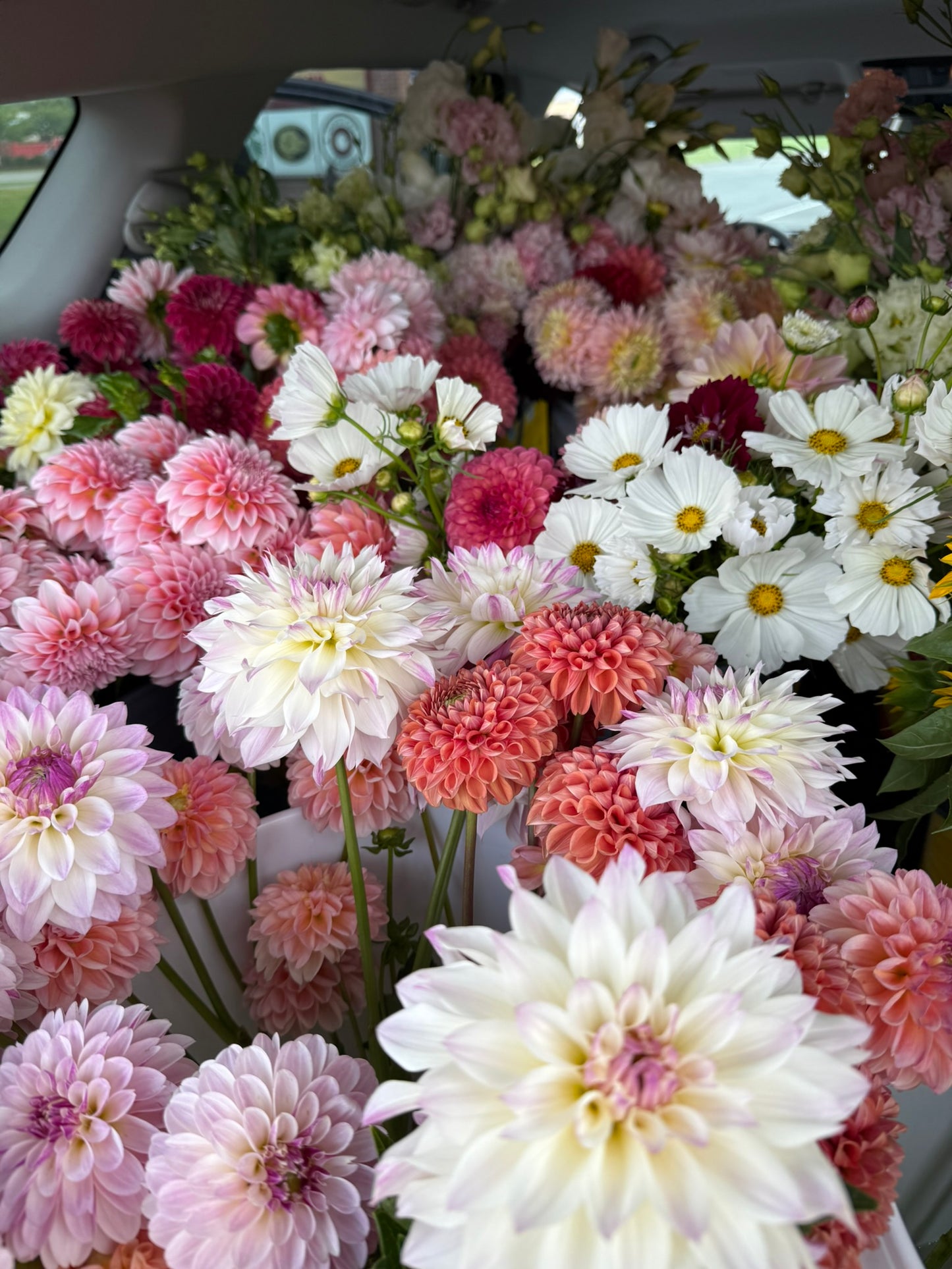 Mystery Dahlia Tuber