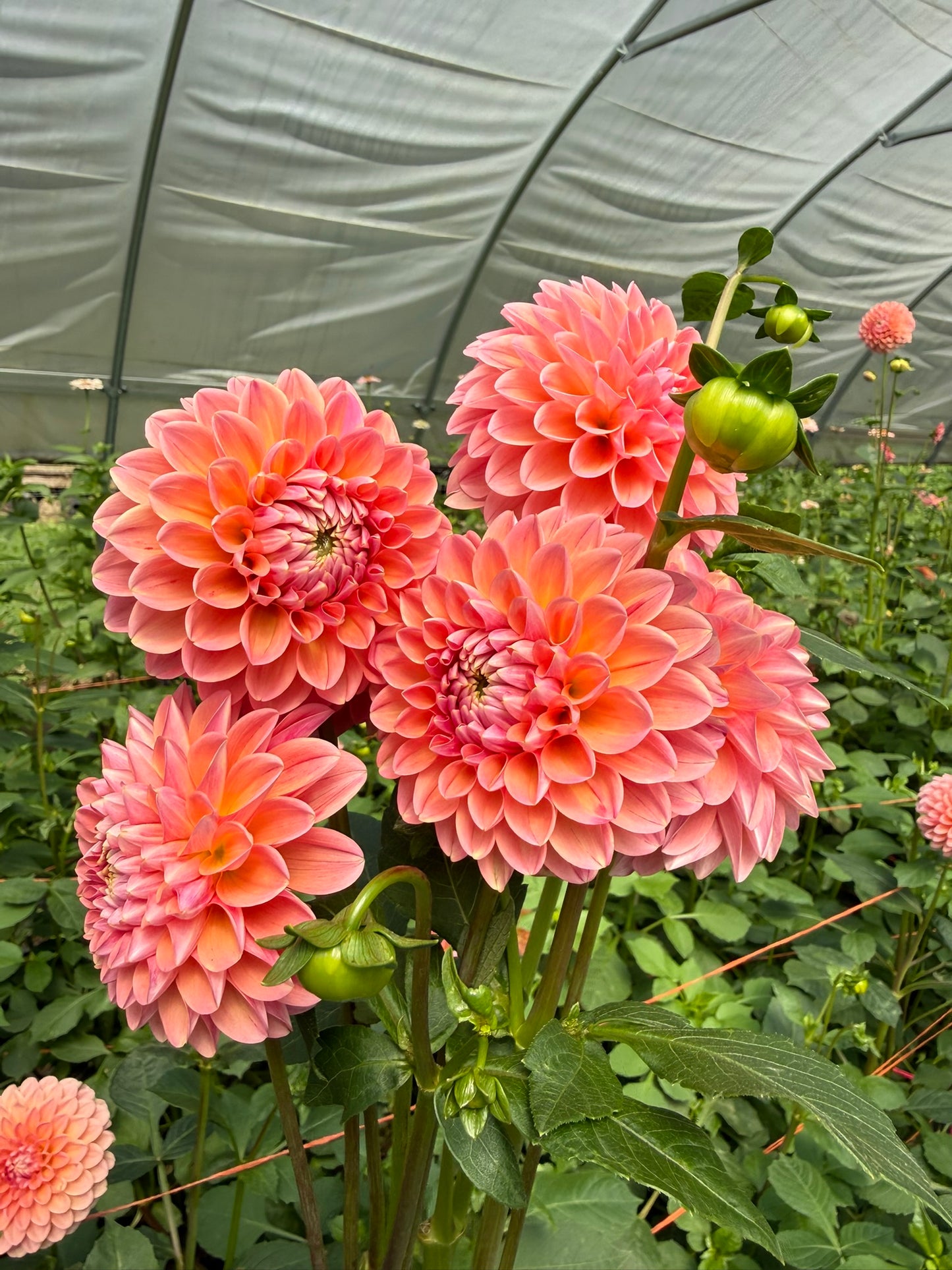 Linda's Baby Dahlia Tuber