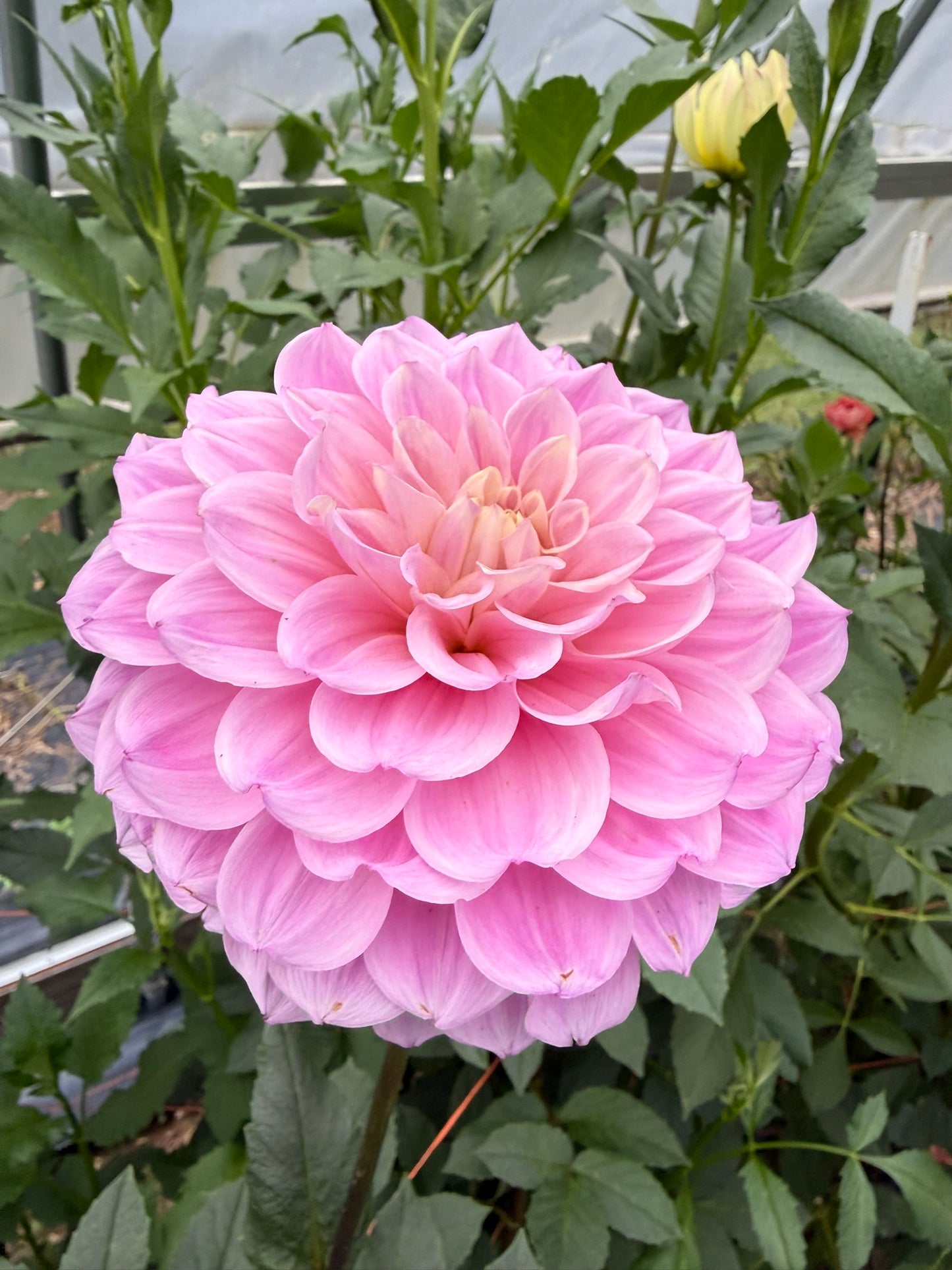 KA's™ Novella Rosa Dahlia Tuber