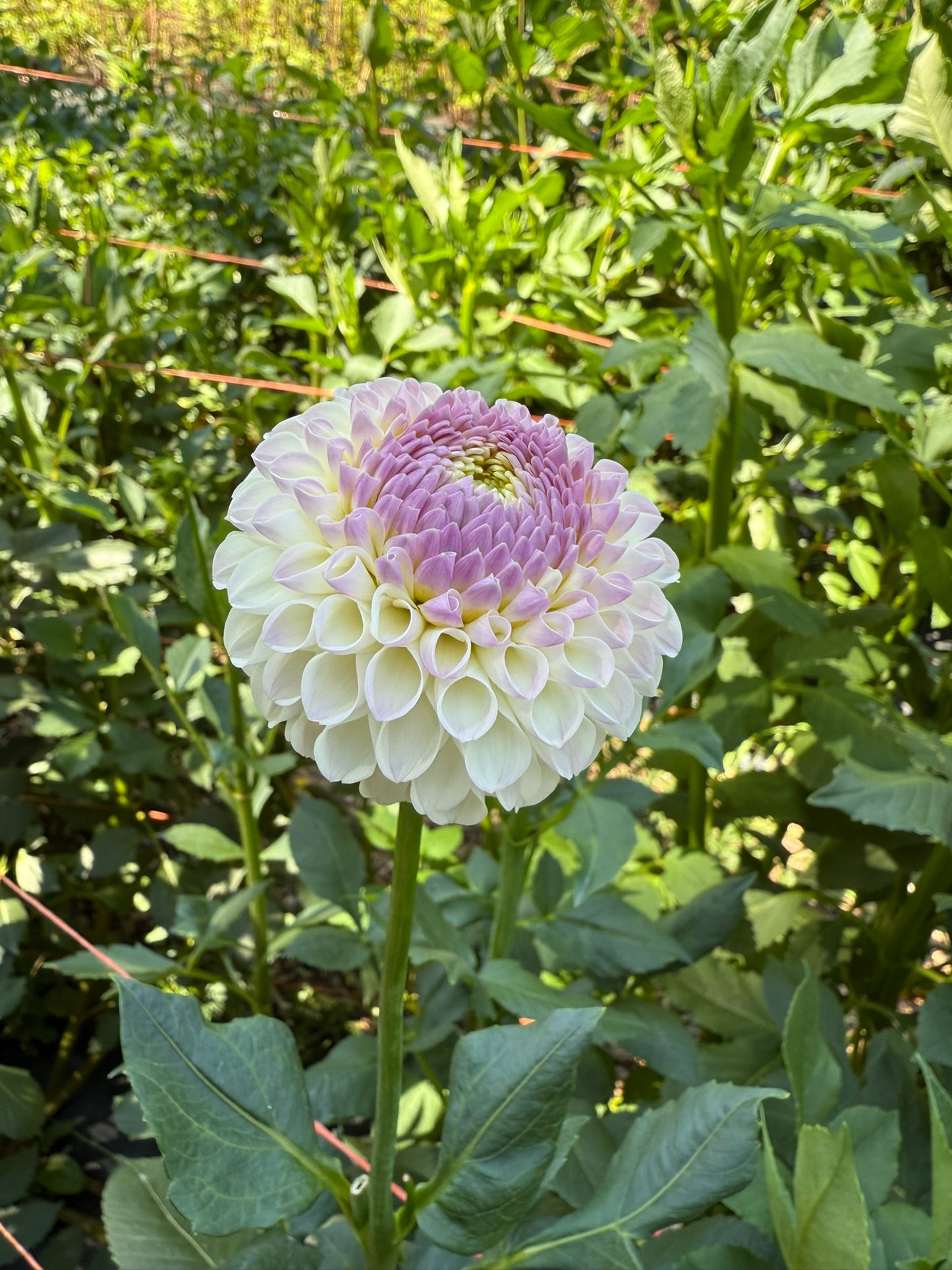 Hollyhill Miss White Dahlia Tuber
