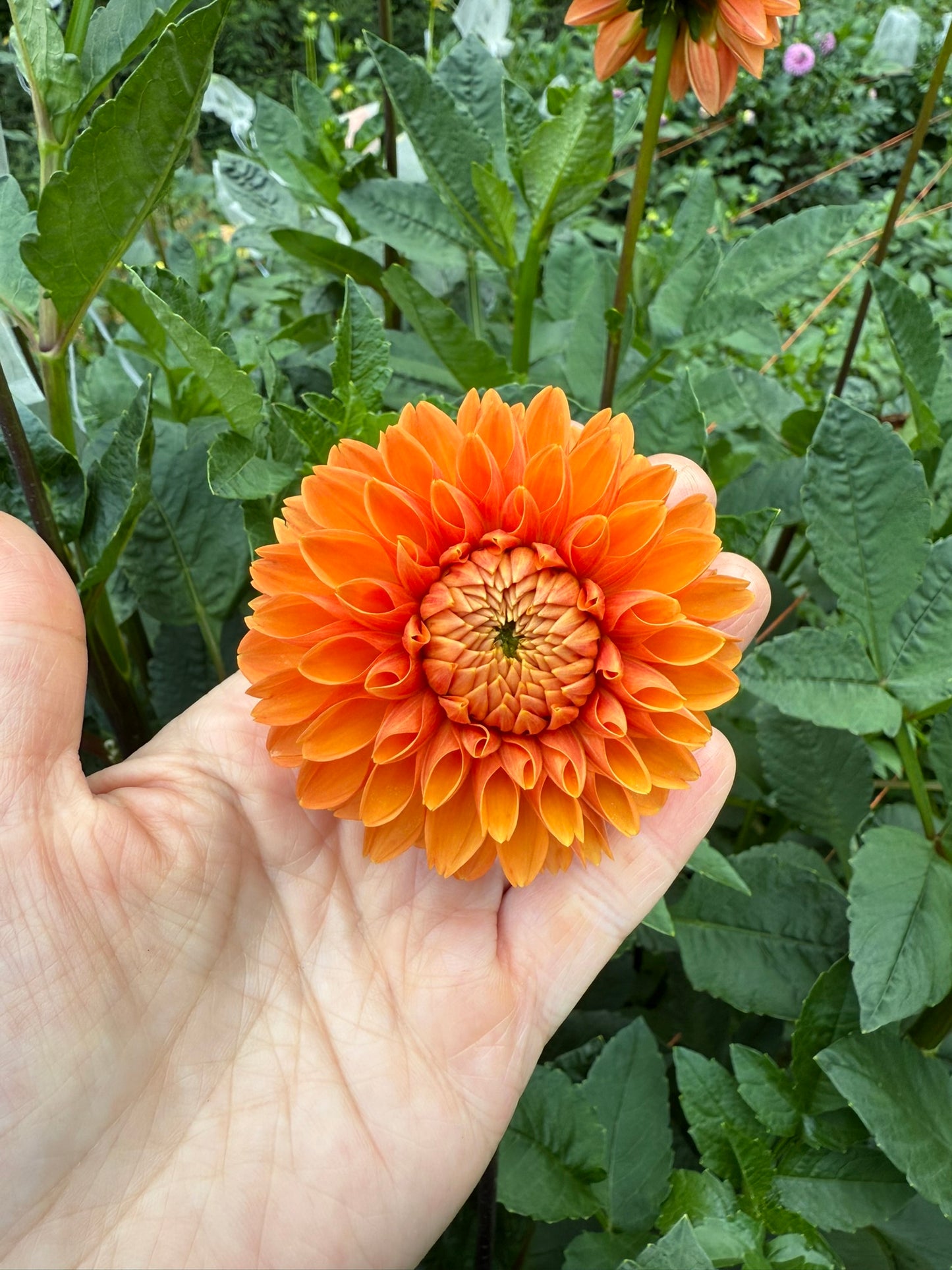Maarn Dahlia Tuber