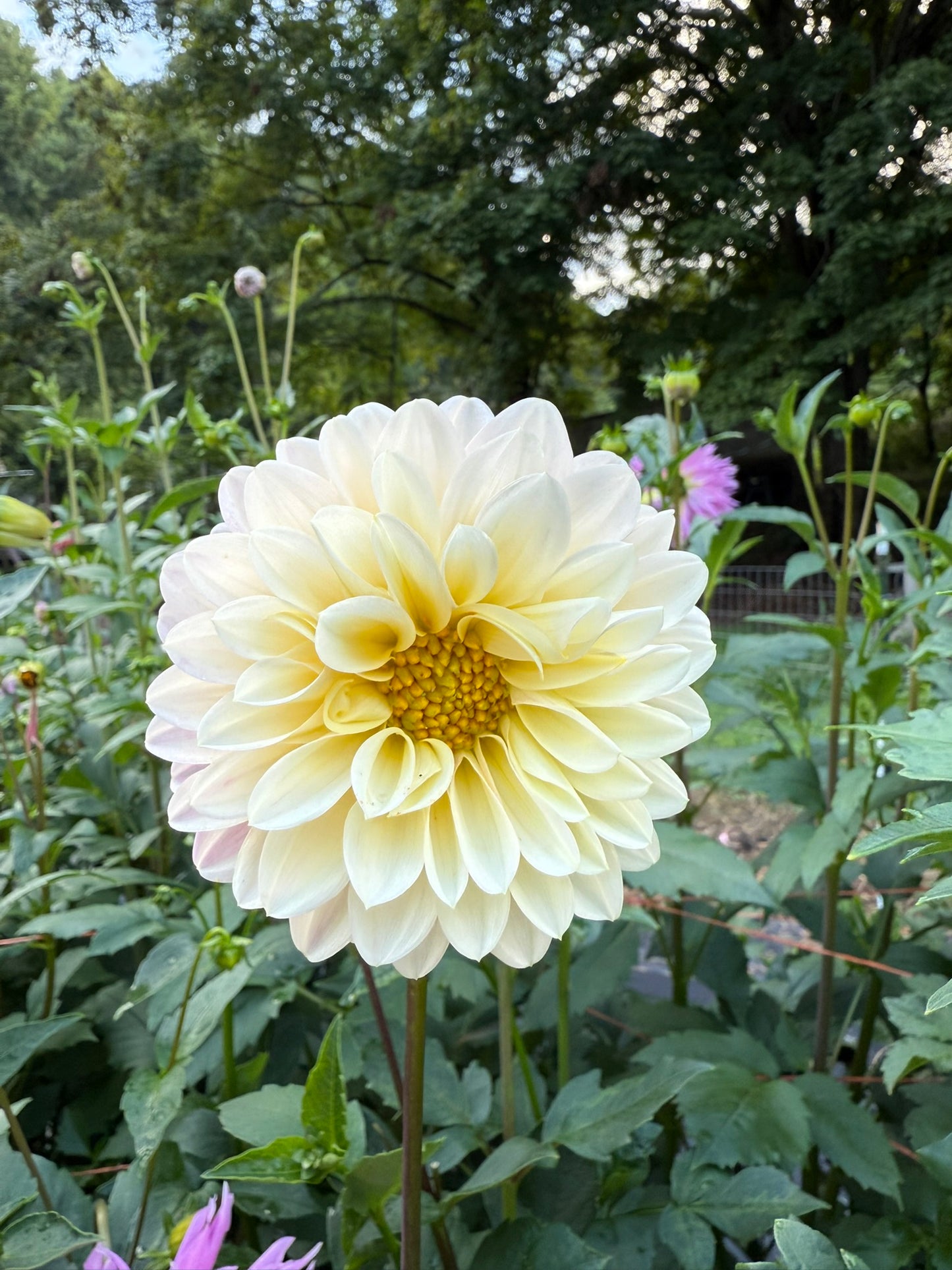 Lee's Sandusky Dahlia Tuber