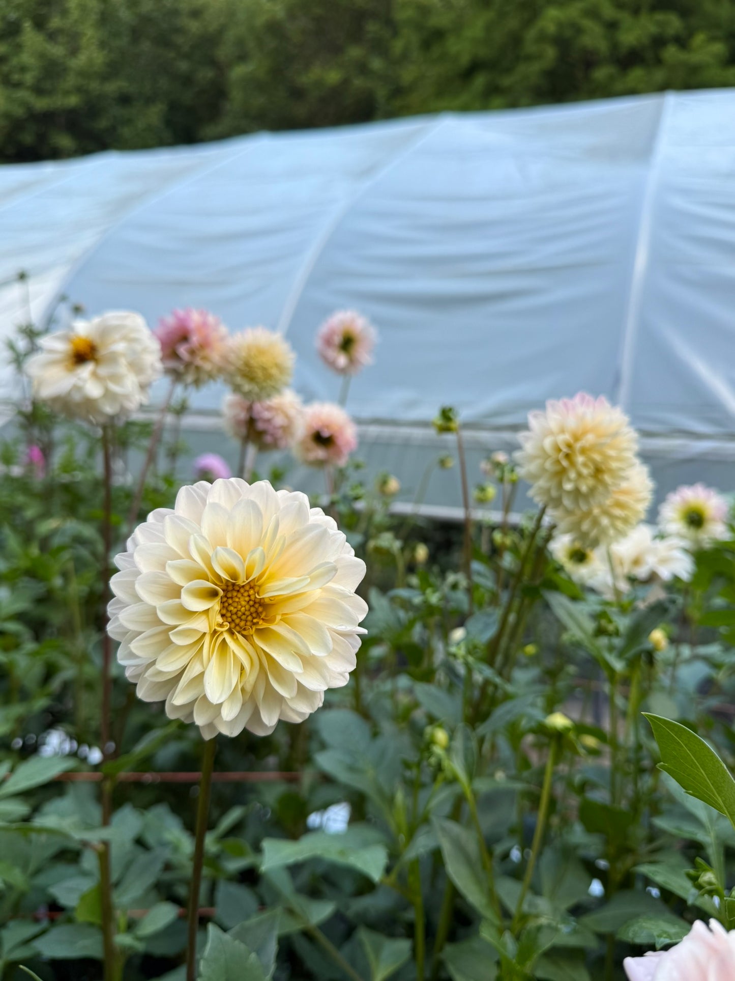 Lee's Sandusky Dahlia Tuber