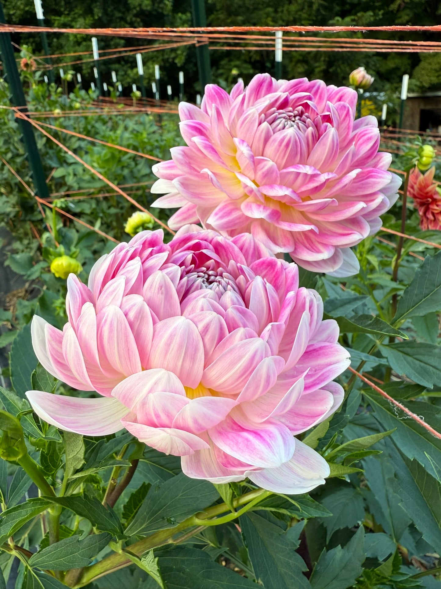 Kelgai Ann Dahlia Tuber