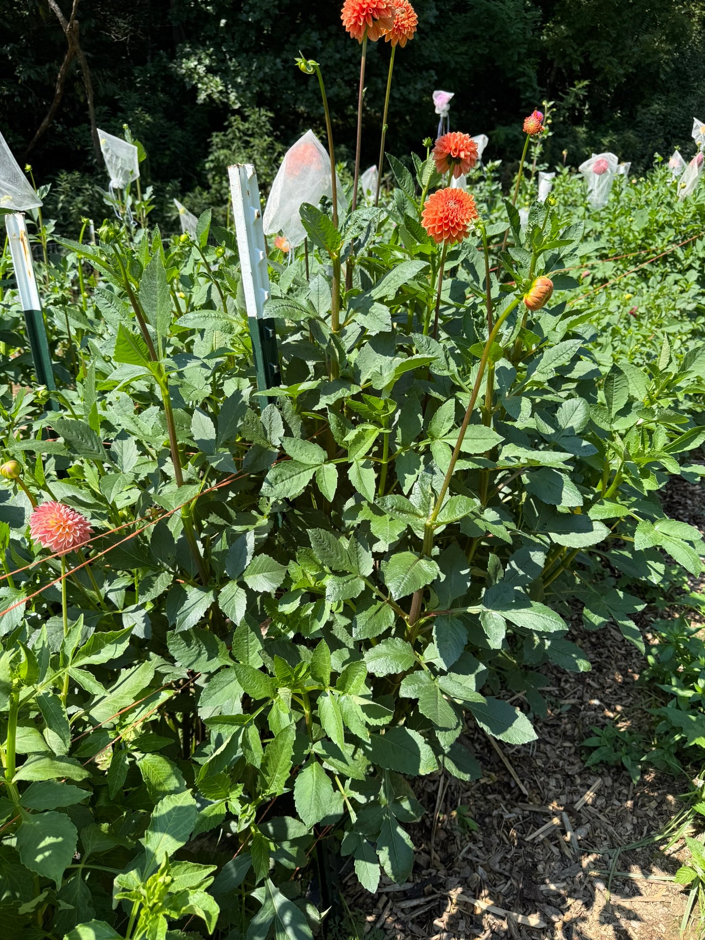 Maarn Dahlia Tuber
