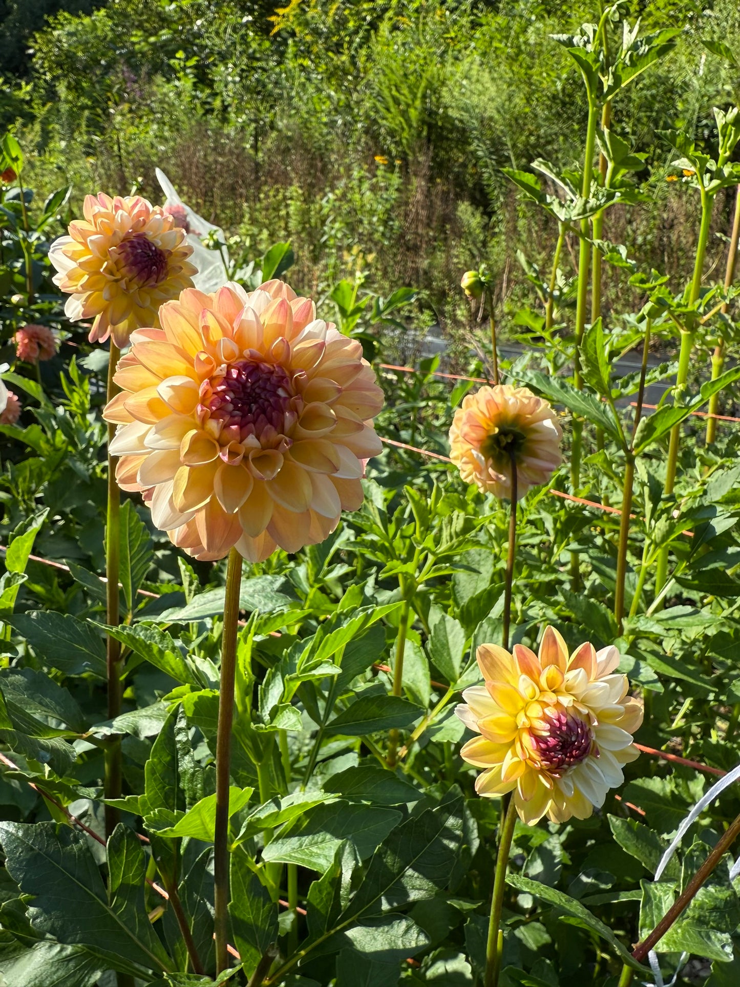 Double Jill Dahlia Tuber