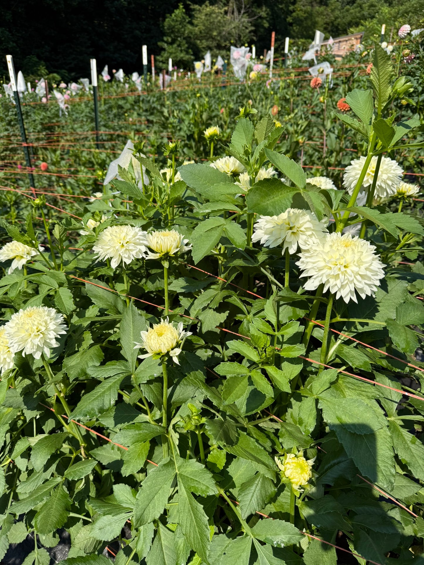 Gitts Attention Dahlia Tuber