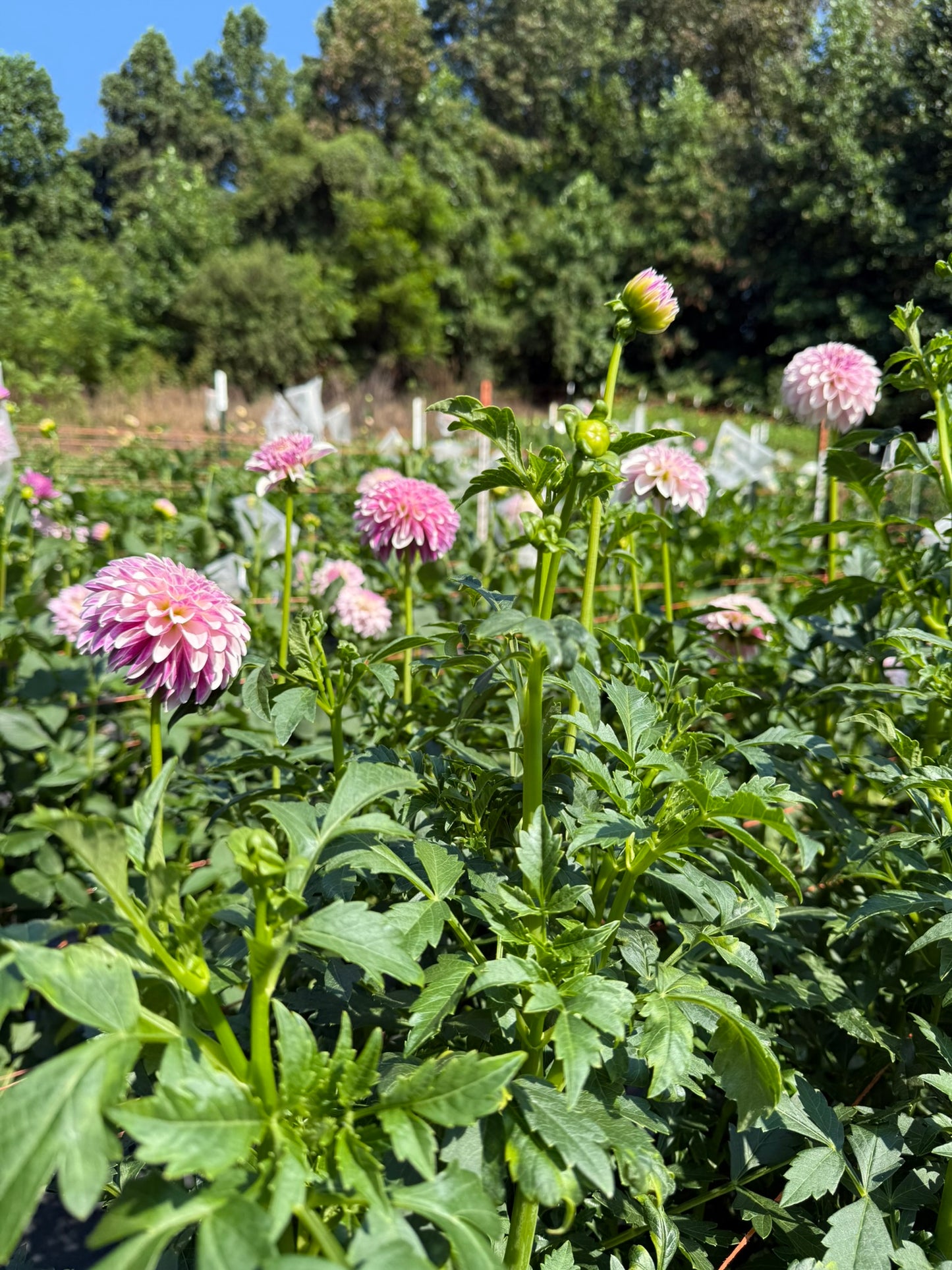 Salish Twilight Girl Dahlia Tuber