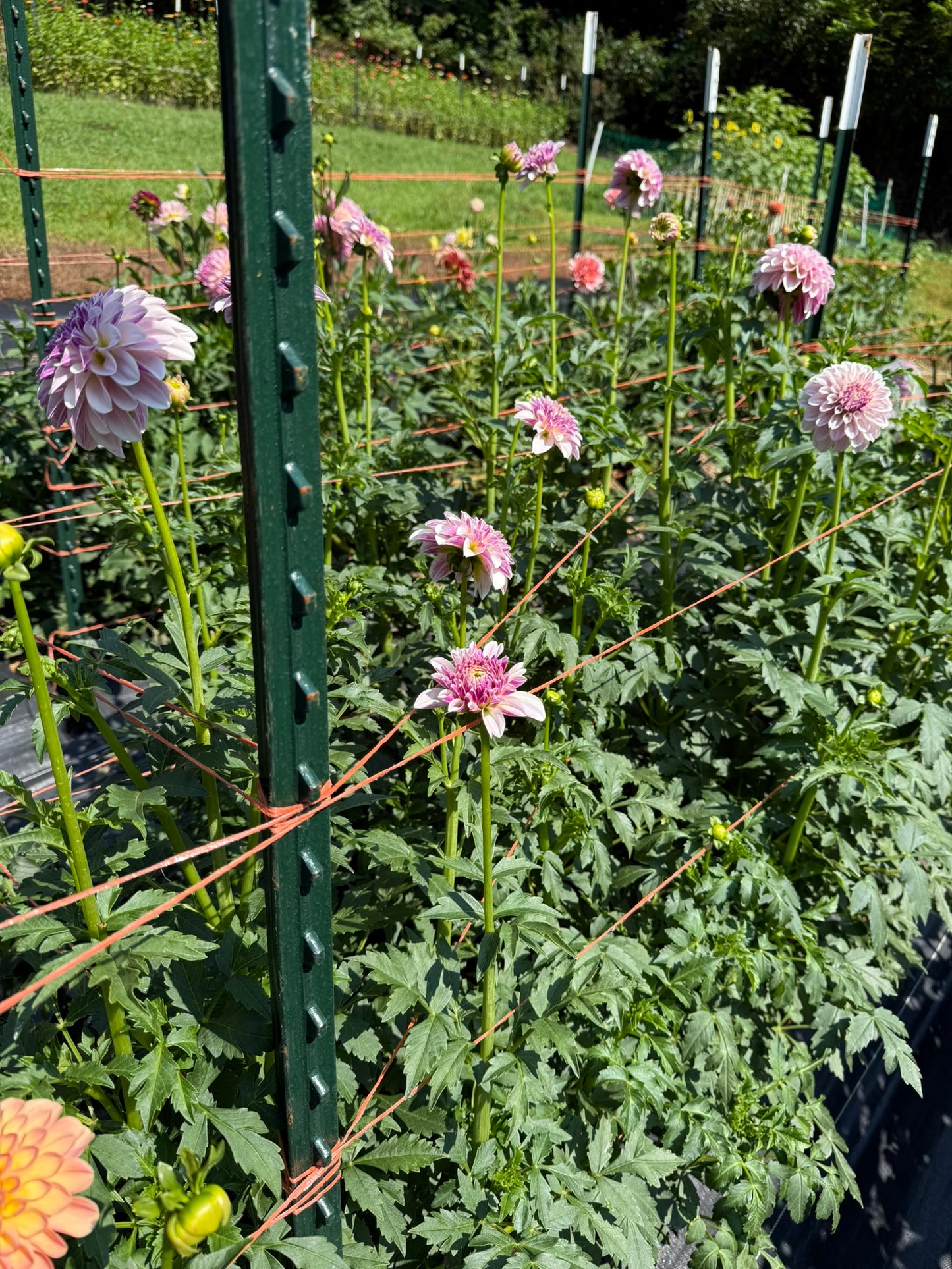 Salish Twilight Girl Dahlia Tuber