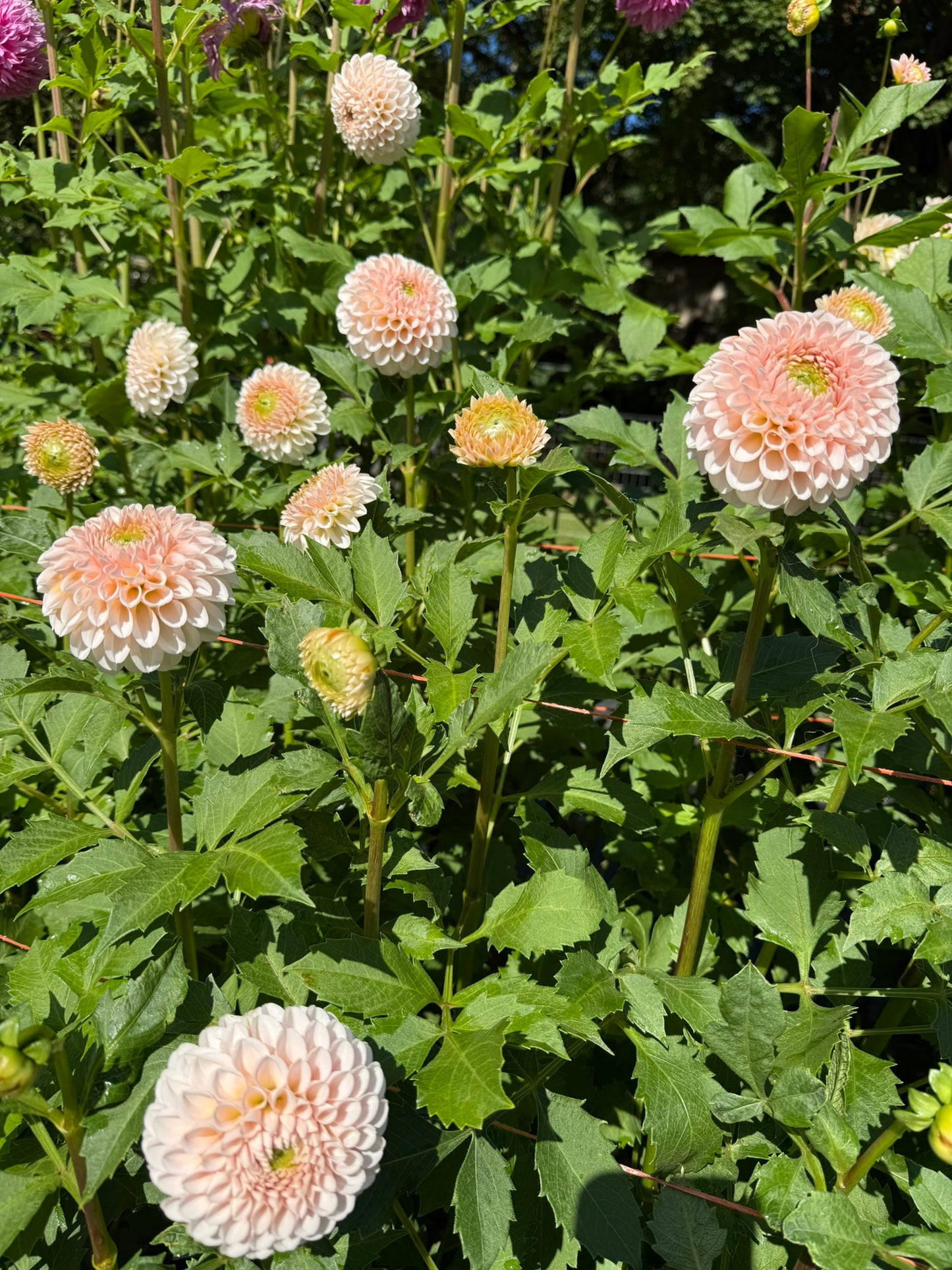 Lee's Kewpie Dahlia Tuber