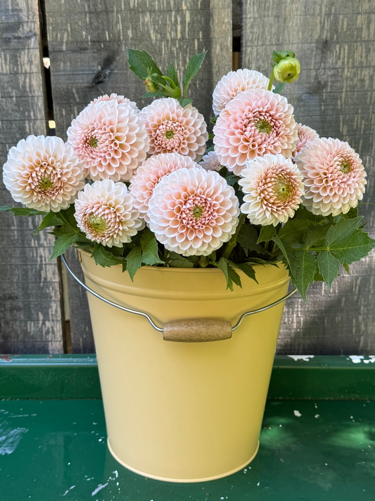 Lee's Kewpie Dahlia Tuber
