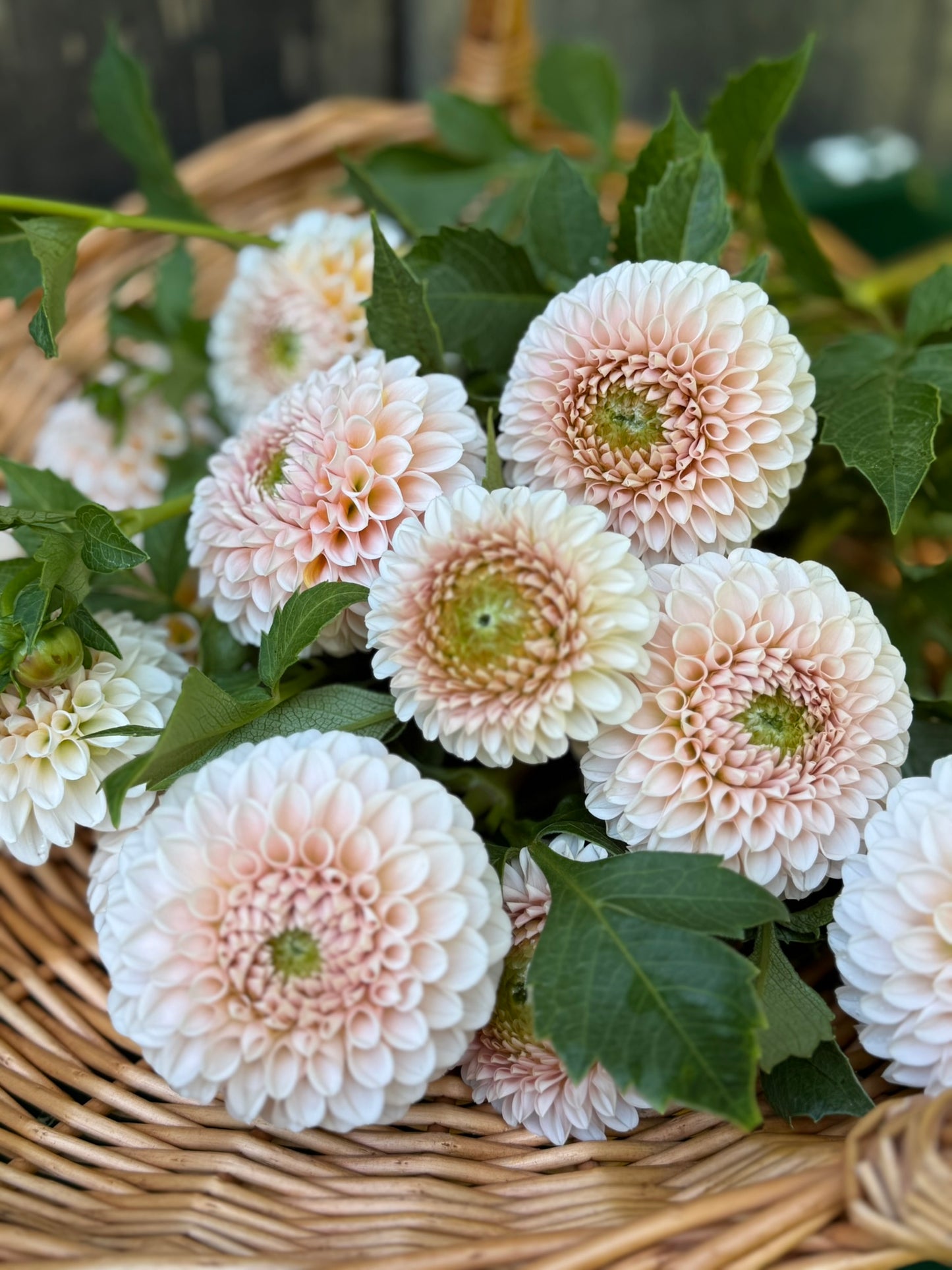 Lee's Kewpie Dahlia Tuber