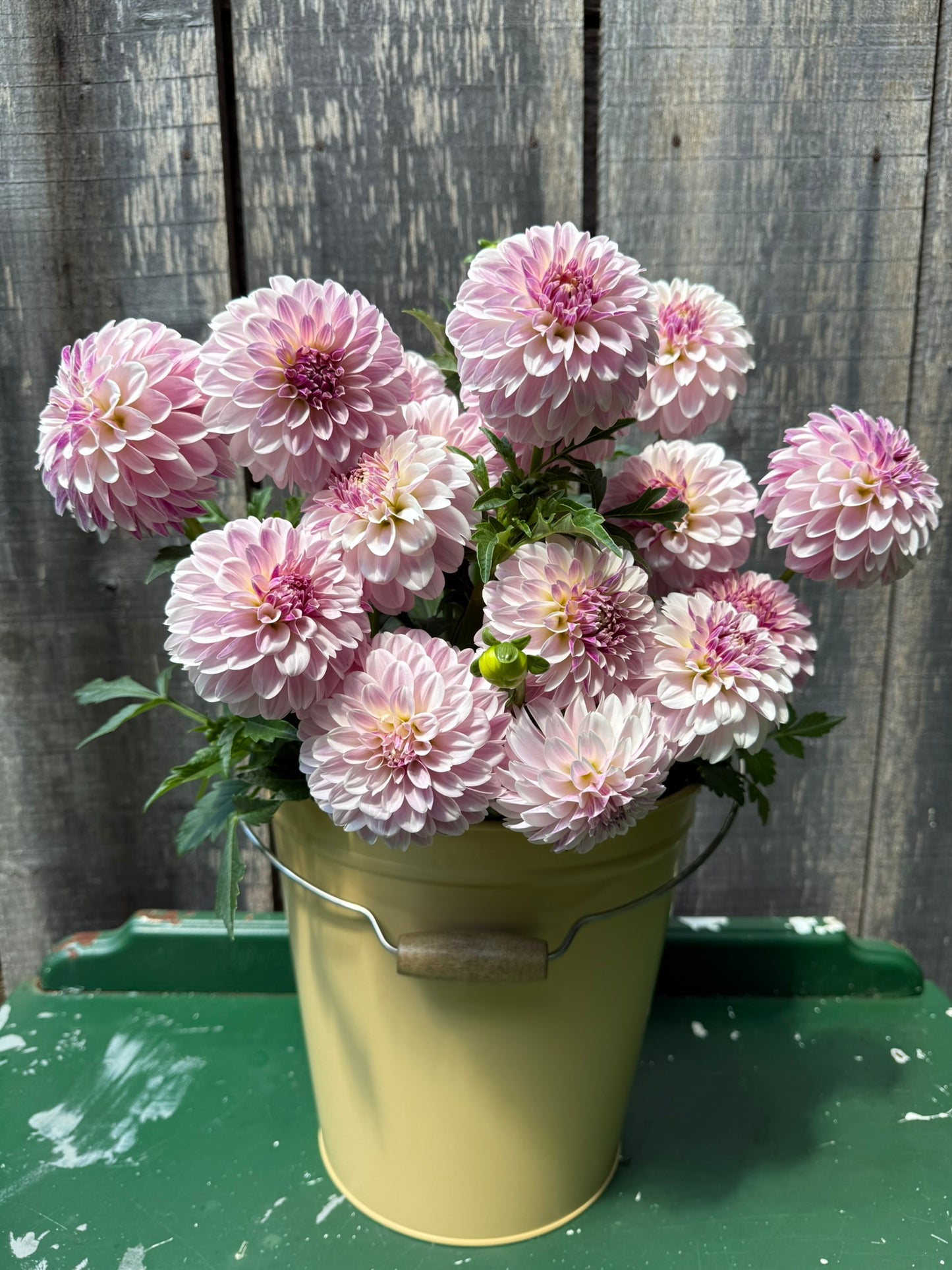 Salish Twilight Girl Dahlia Tuber