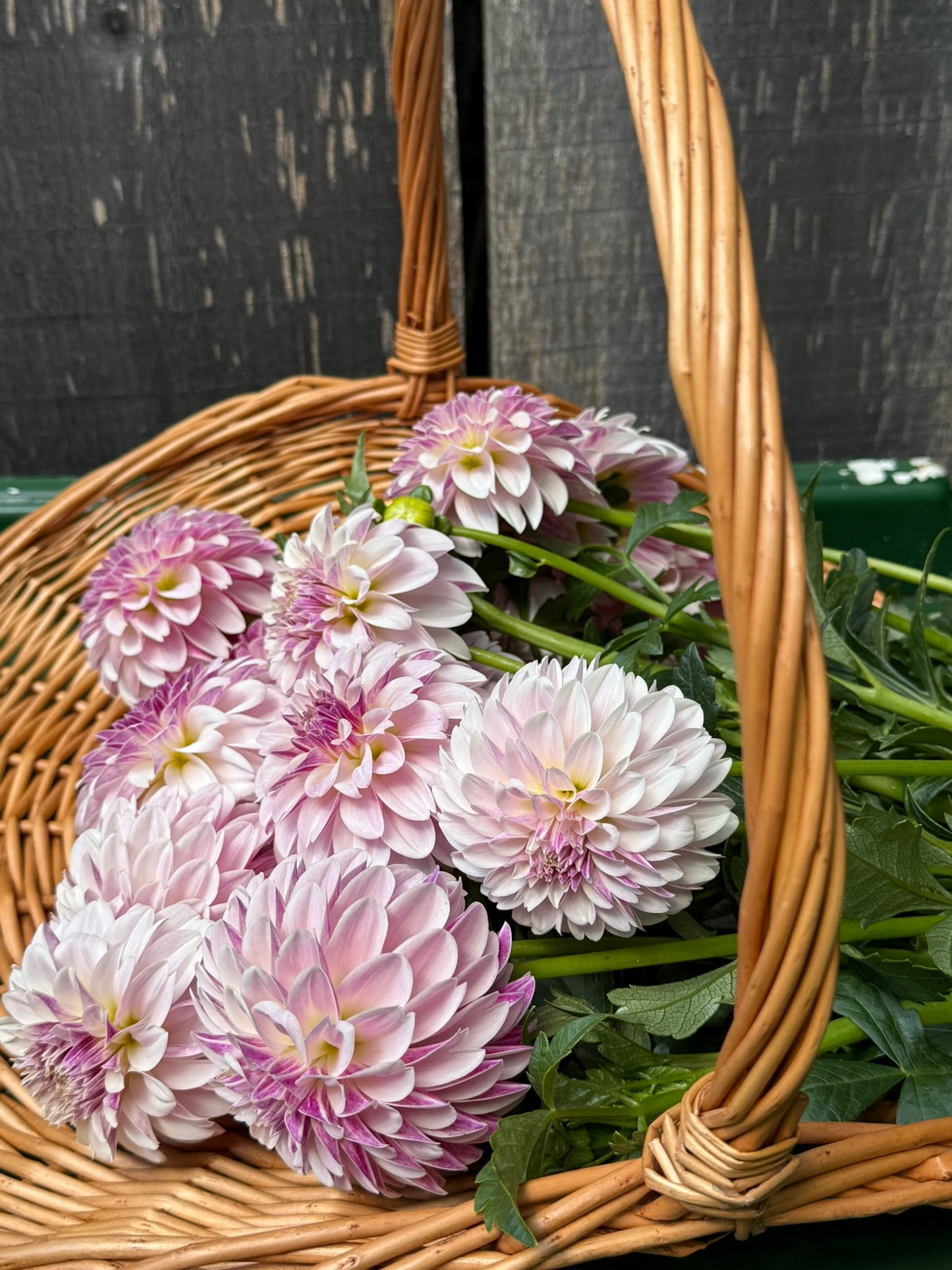Salish Twilight Girl Dahlia Tuber