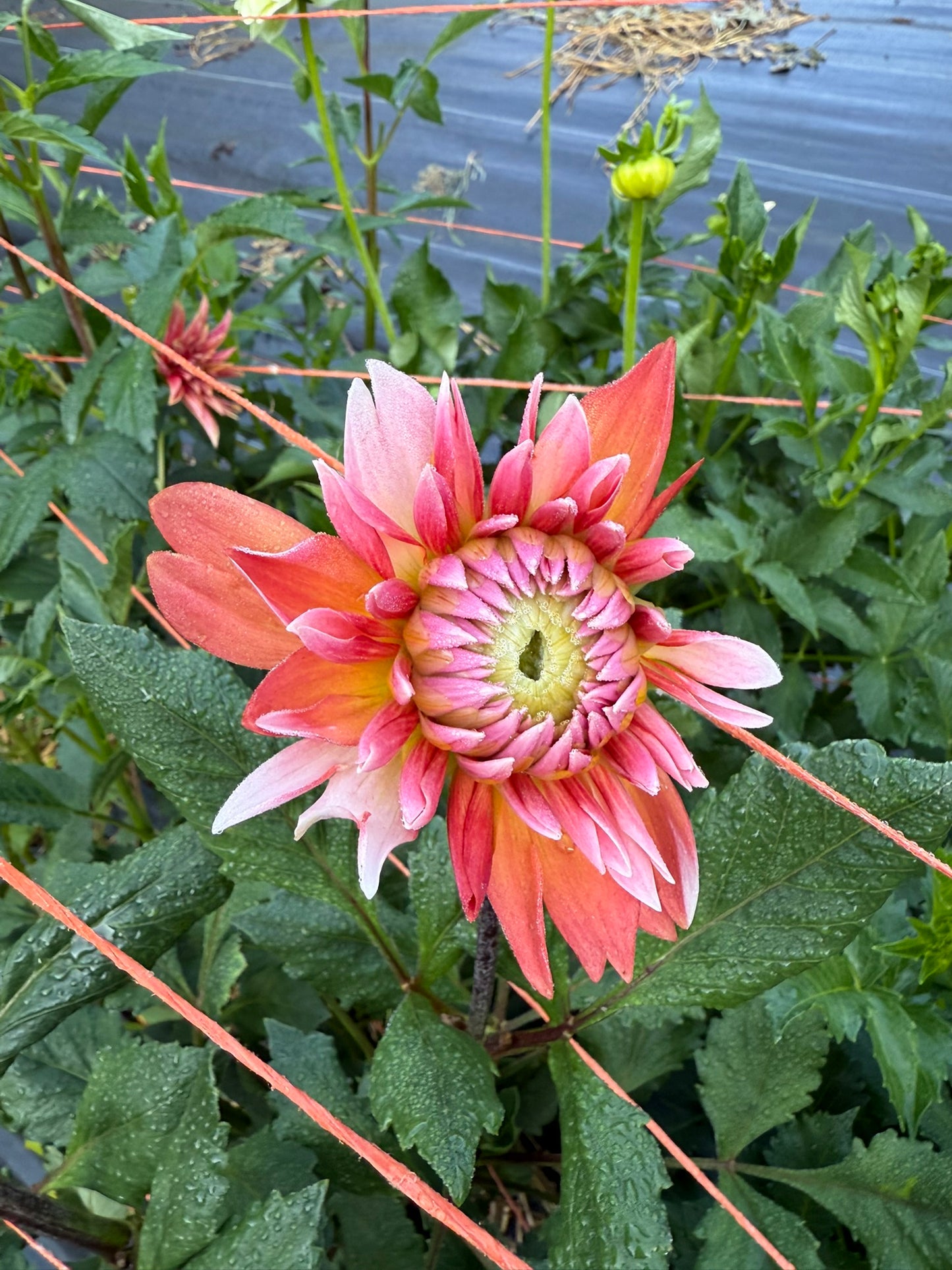 Sandia Candy Corn Dahlia Tuber