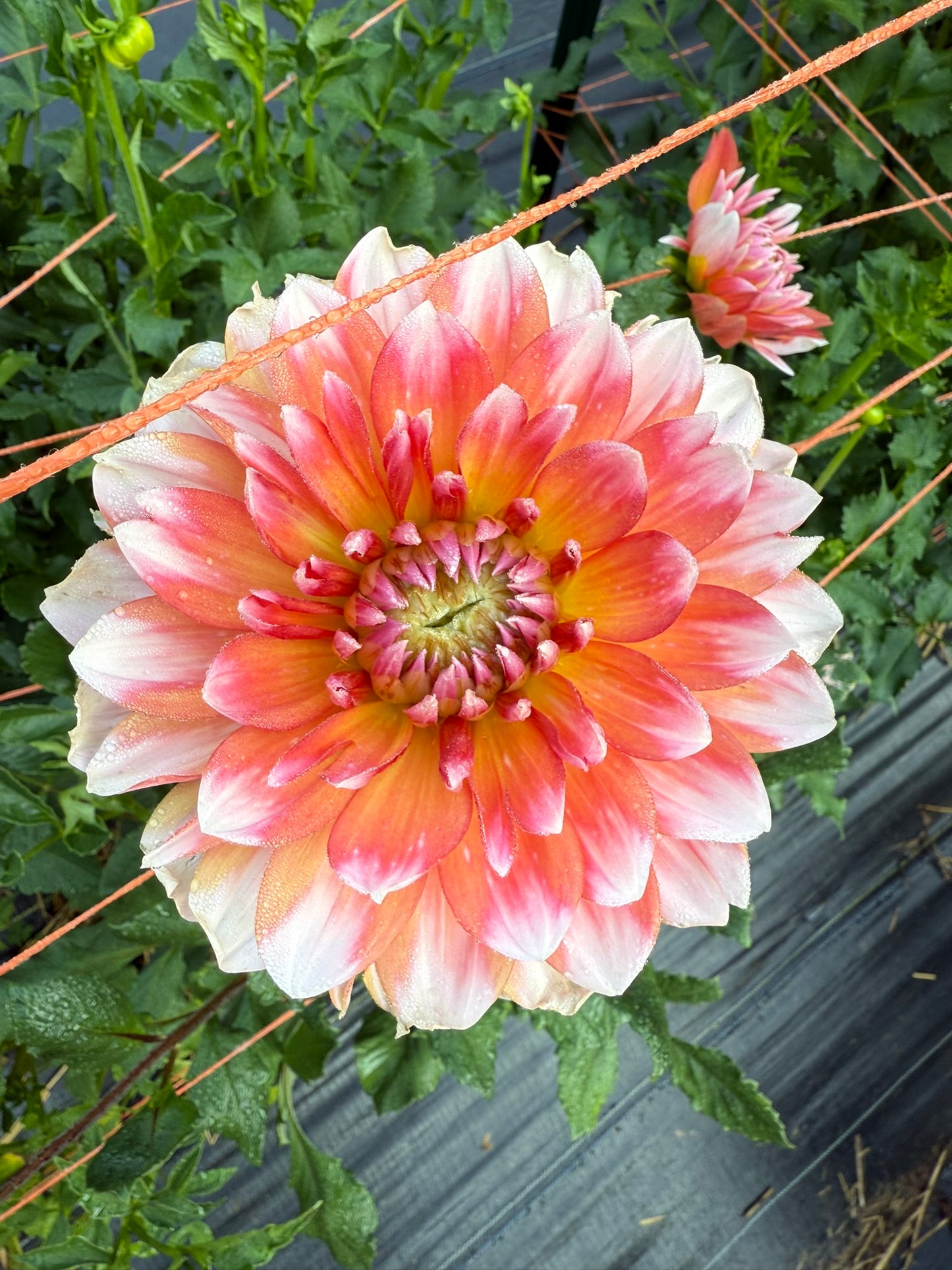 Sandia Candy Corn Dahlia Tuber