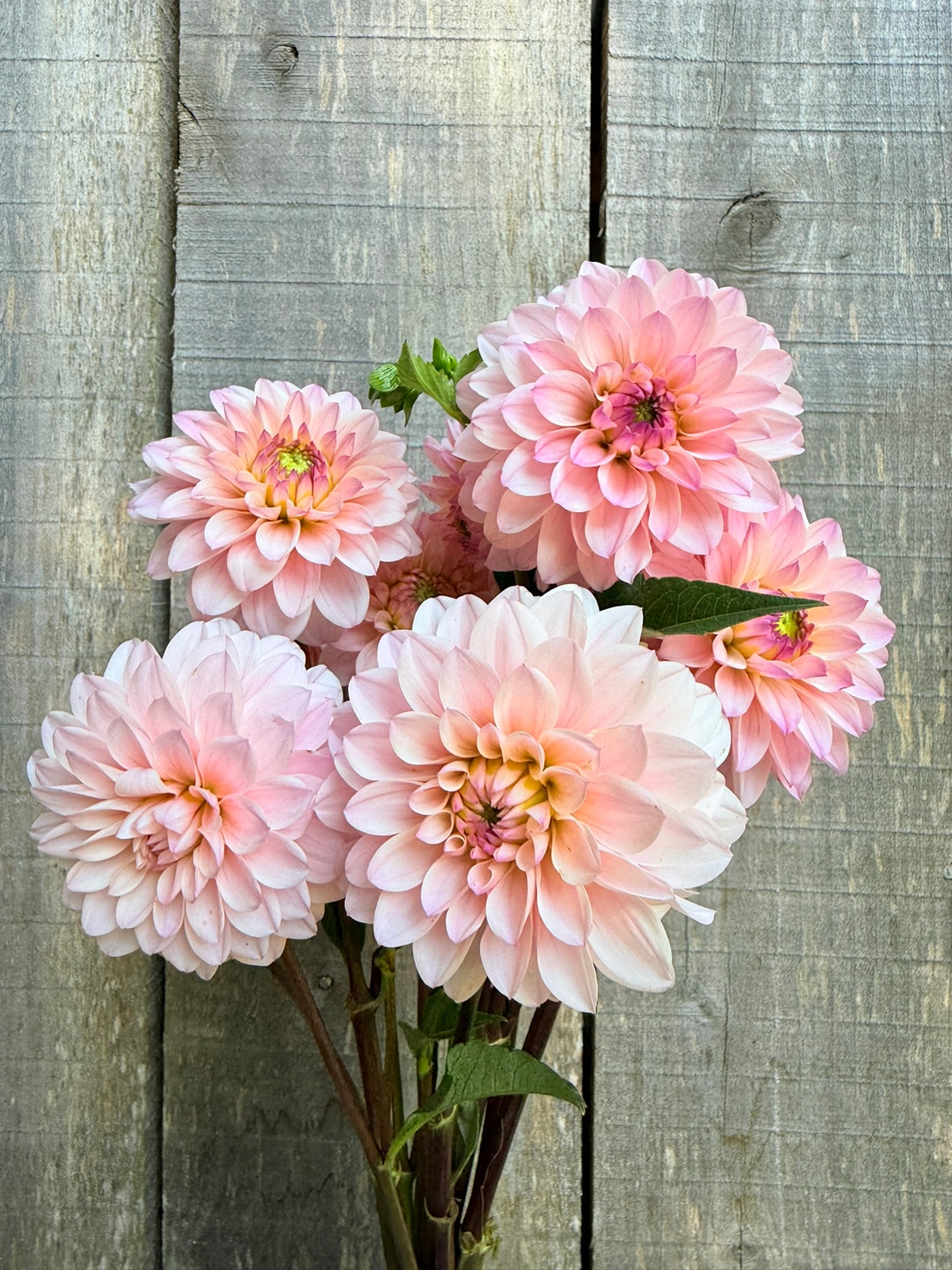 RM Aurora Dahlia Tuber