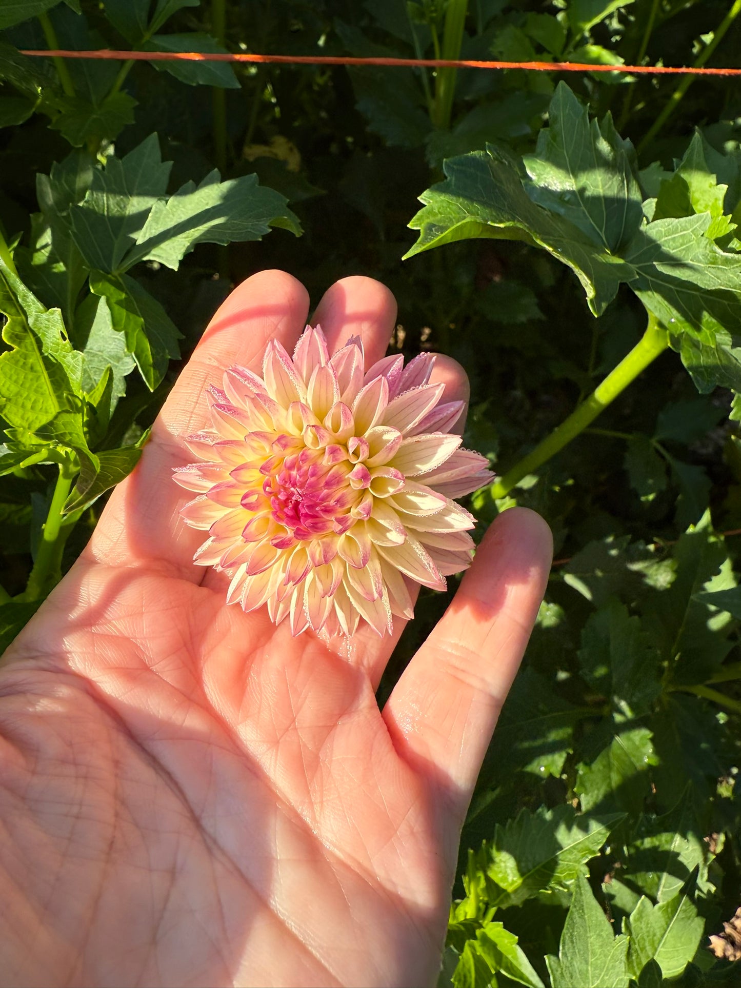 Valley Porcupine Dahlia Tuber