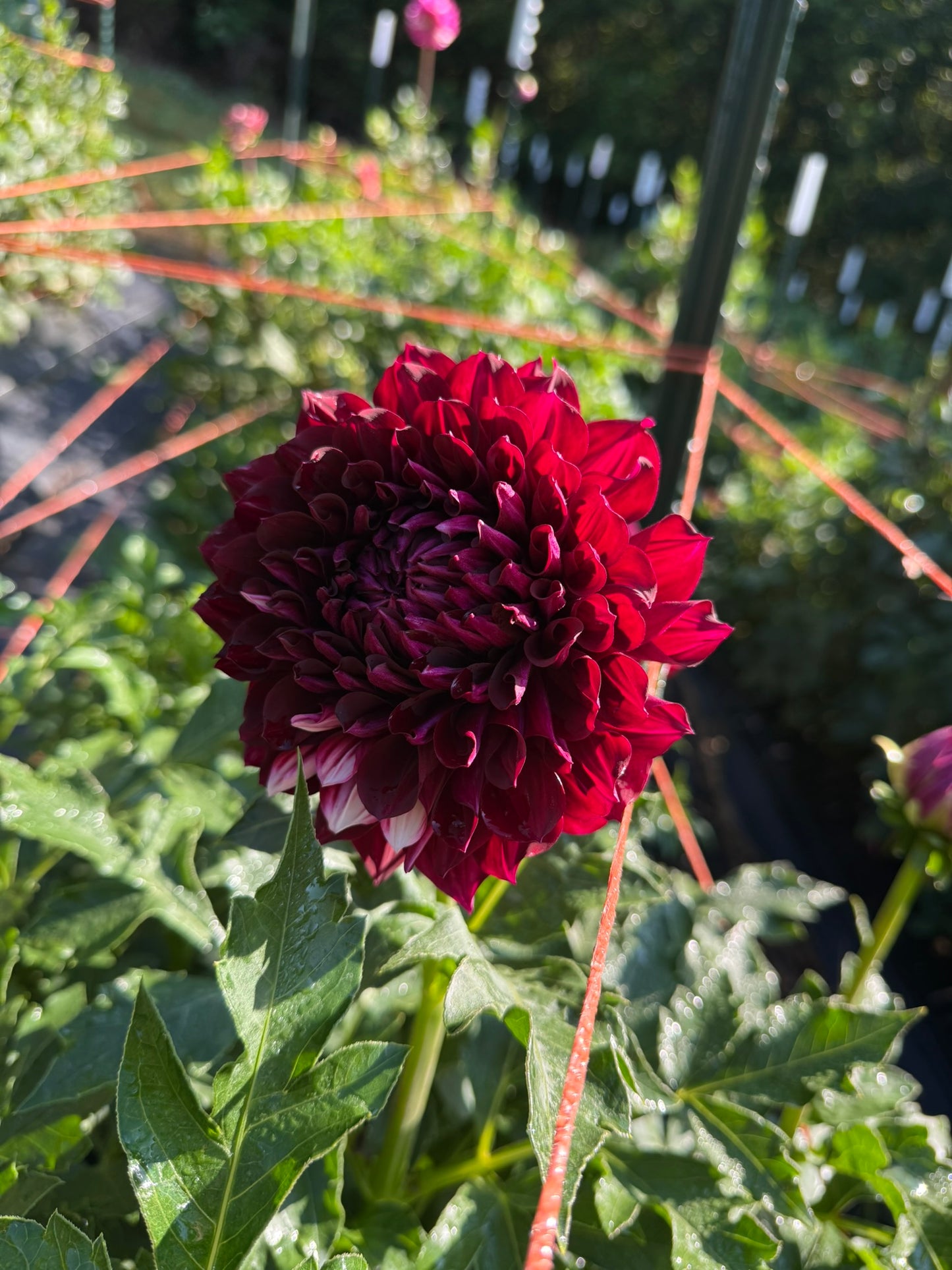 Hollyhill Masquerade Dahlia Tuber