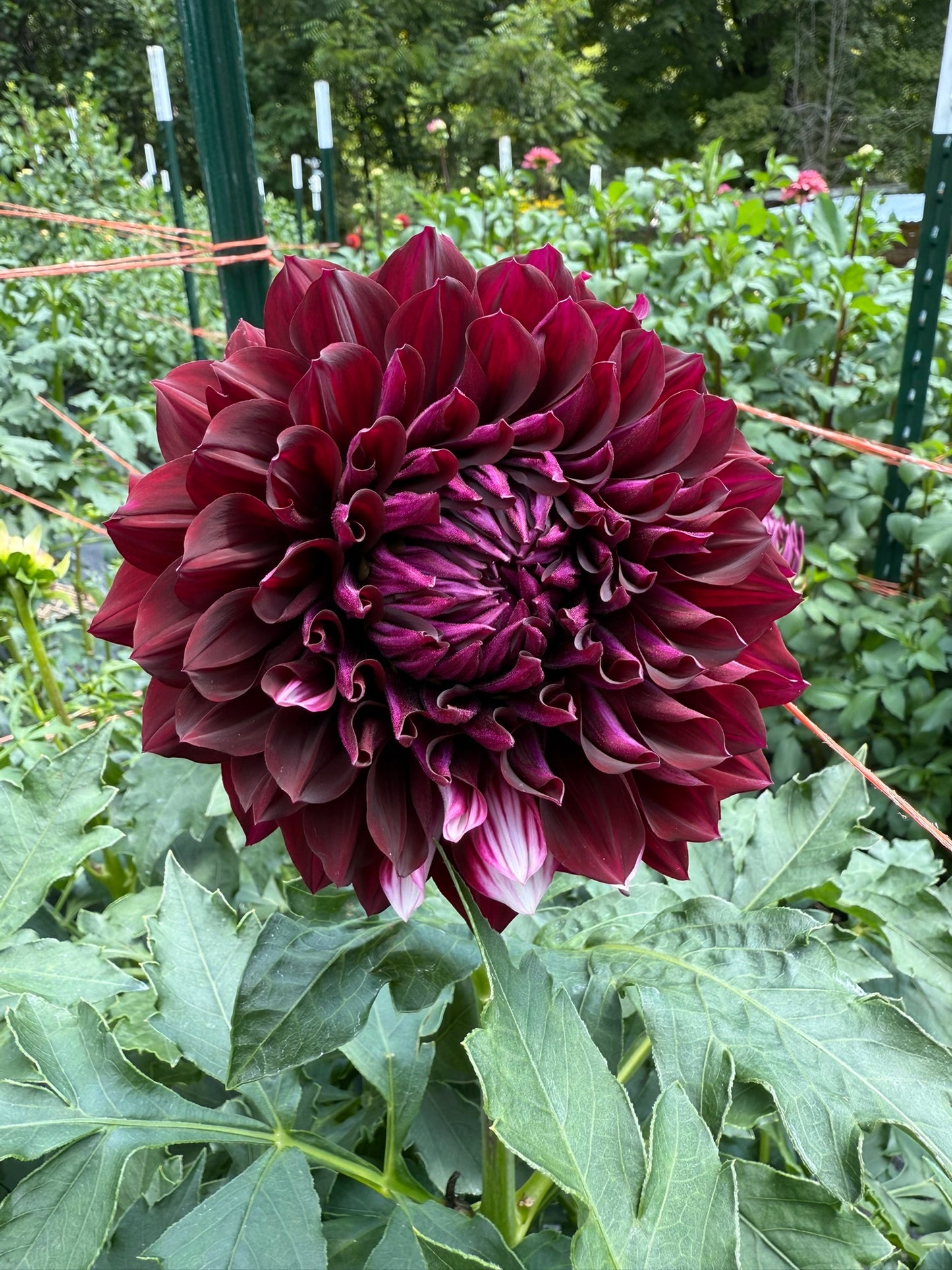 Hollyhill Masquerade Dahlia Tuber