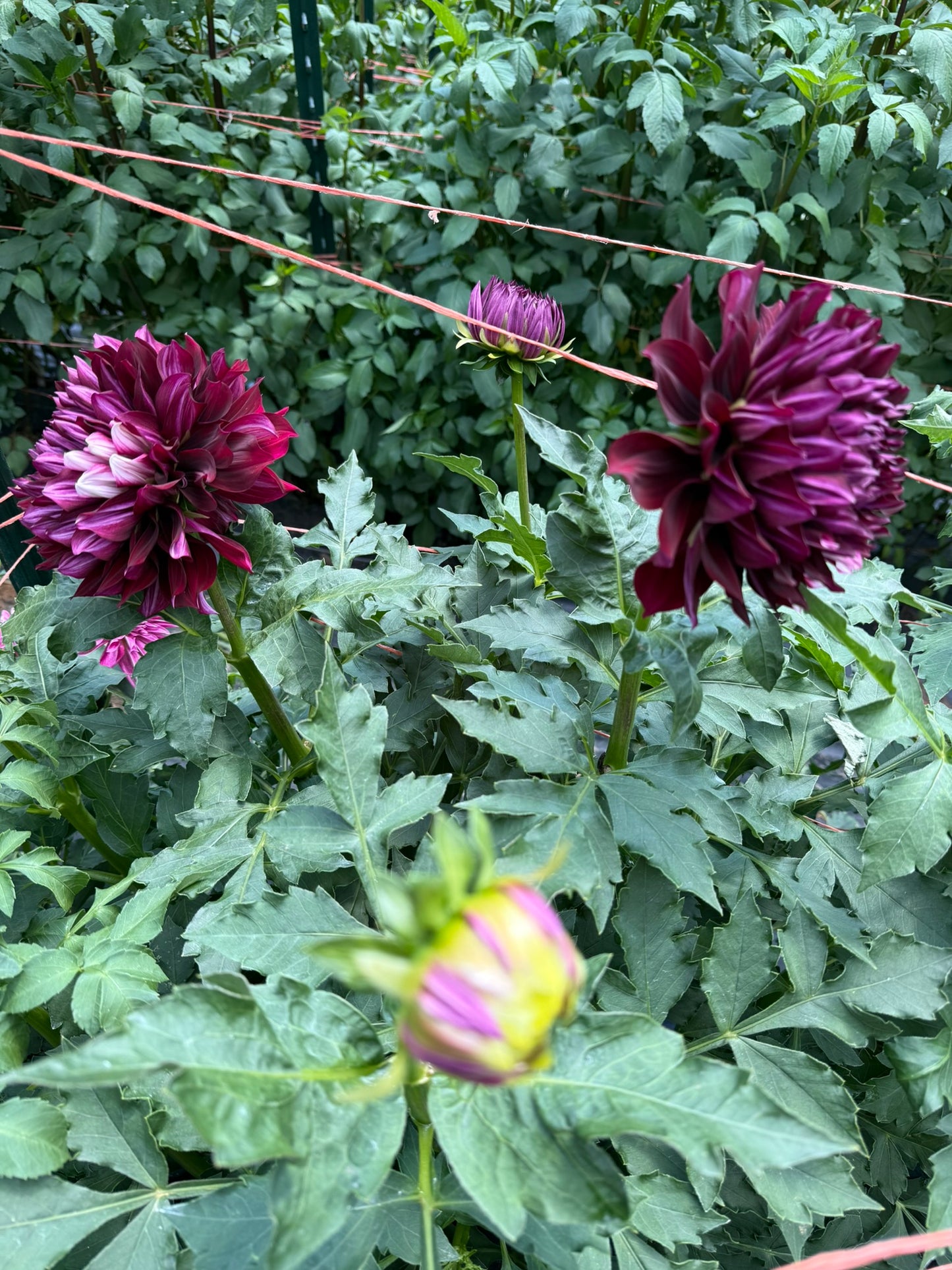 Hollyhill Masquerade Dahlia Tuber