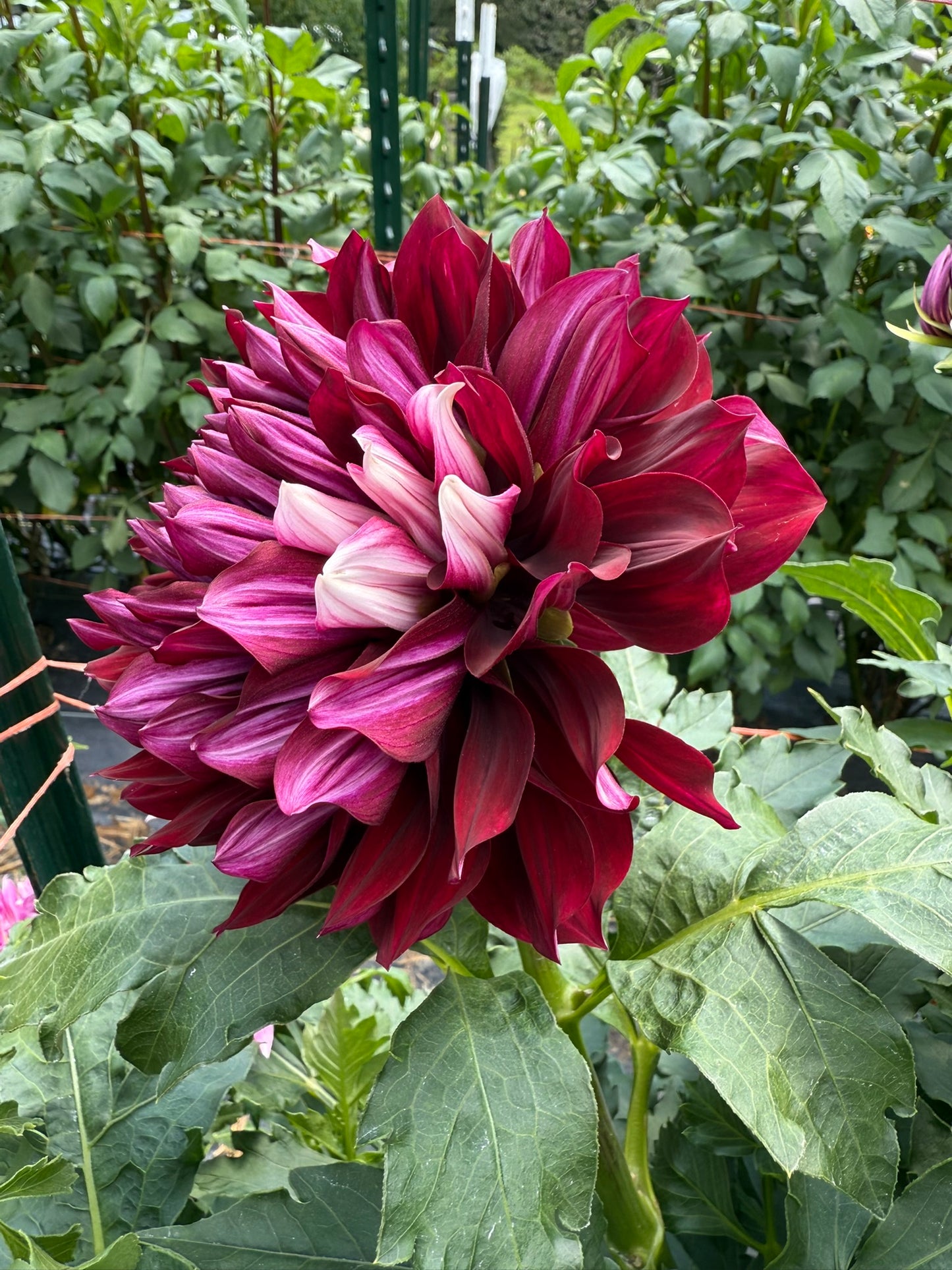 Hollyhill Masquerade Dahlia Tuber