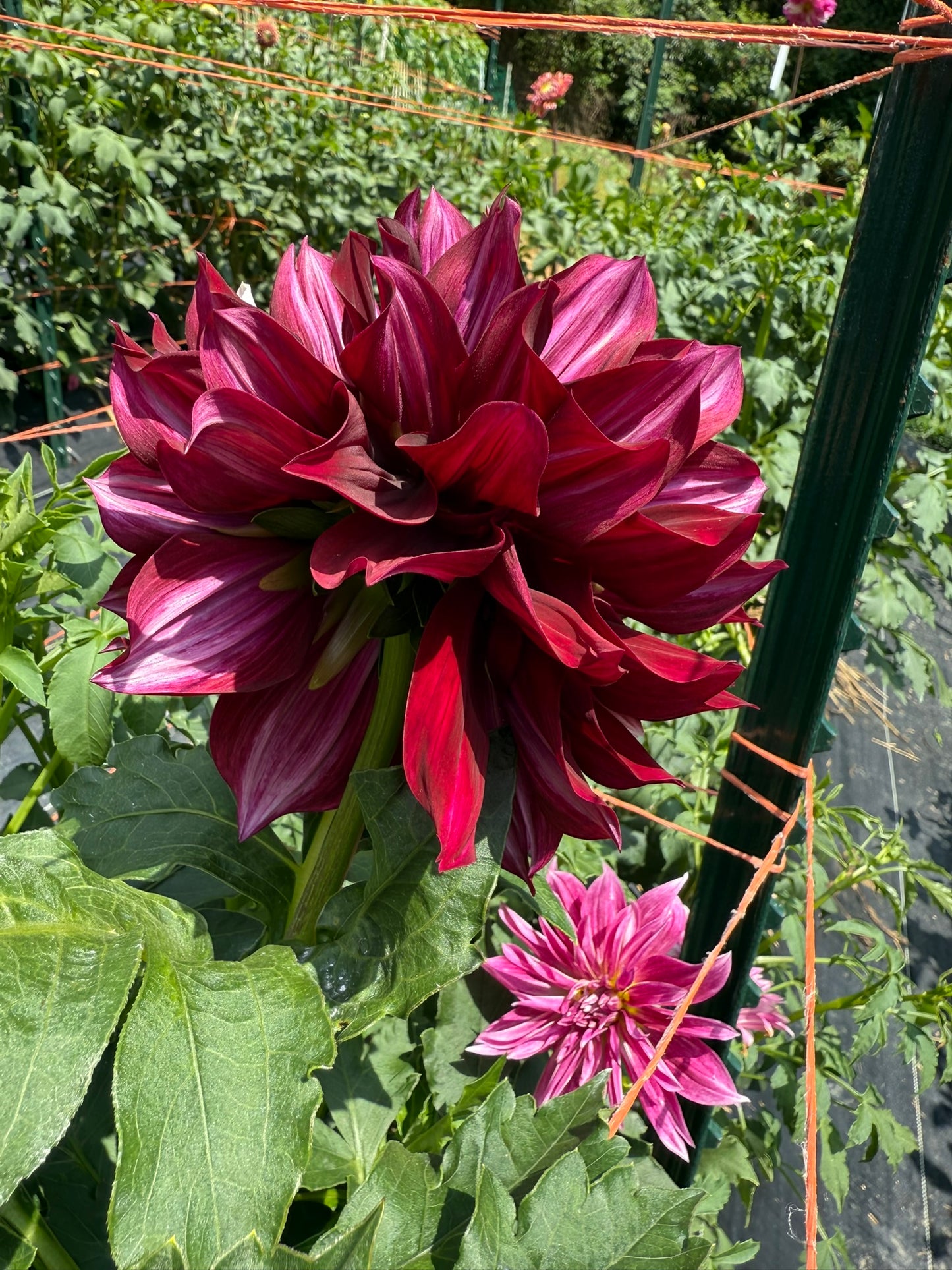 Hollyhill Masquerade Dahlia Tuber