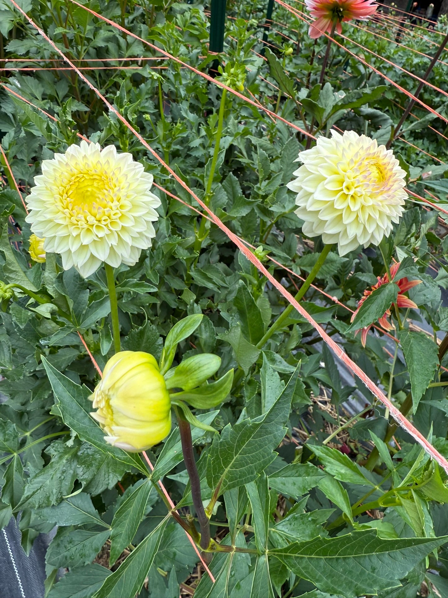 Winholme Diane Dahlia Tuber