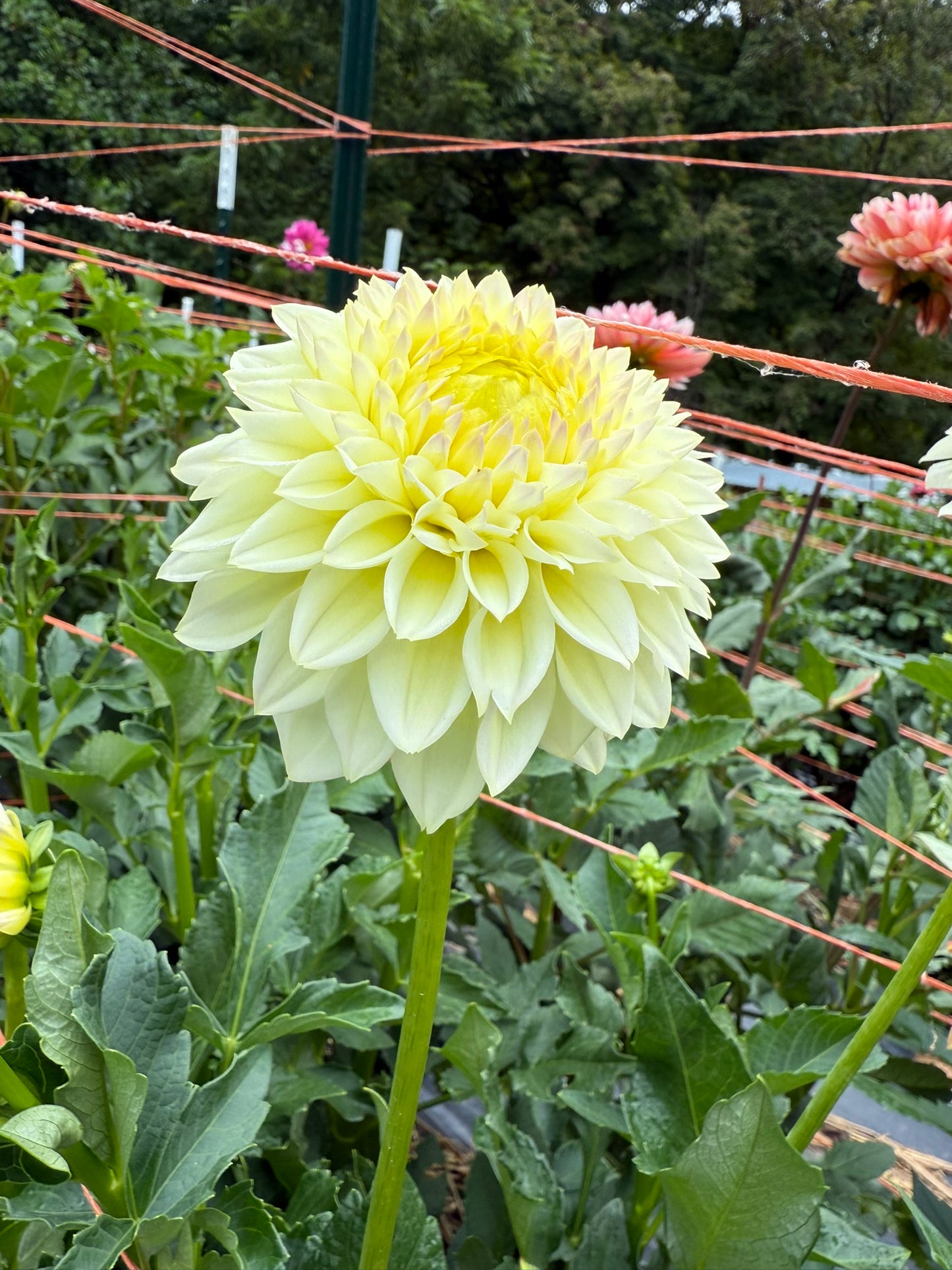 Winholme Diane Dahlia Tuber