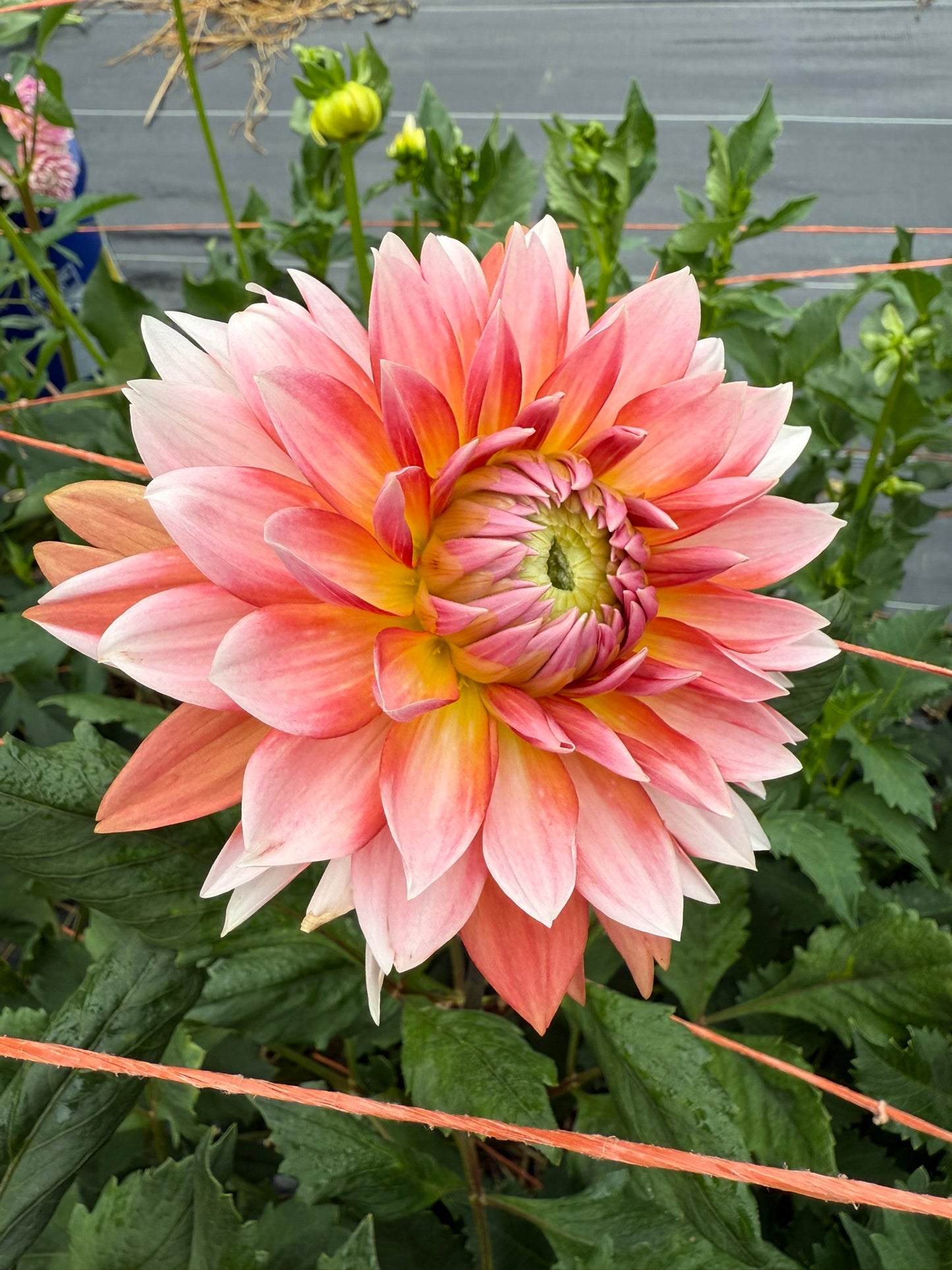 Sandia Candy Corn Dahlia Tuber