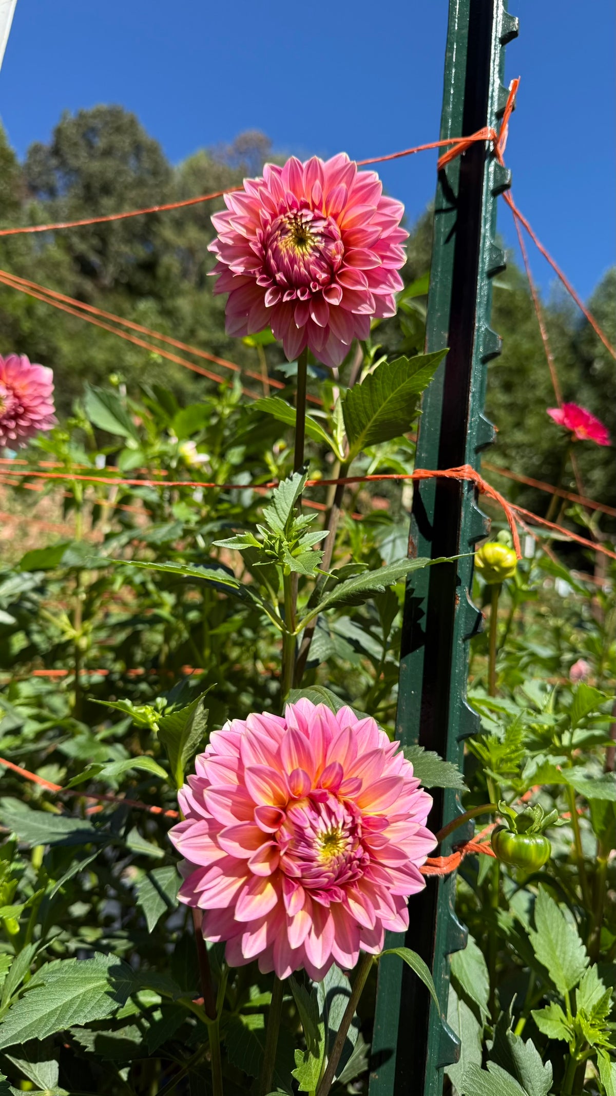 Bloomquist Mojo Dahlia Tuber