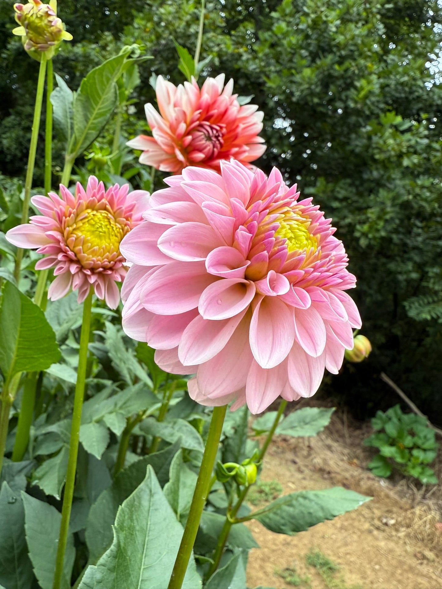 RM Parfait Dahlia Tuber