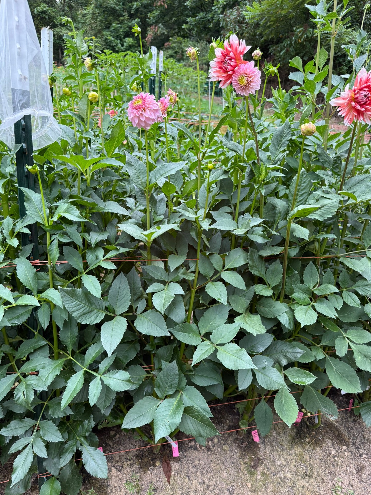 RM Parfait Dahlia Tuber