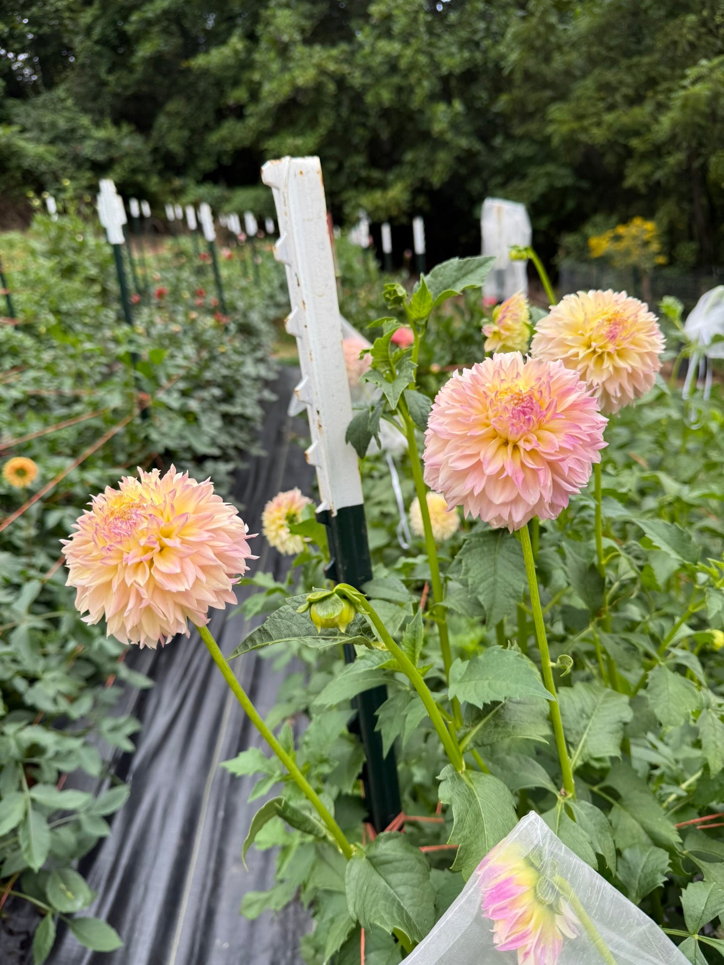 Elks Tennley Rose Dahlia Tuber