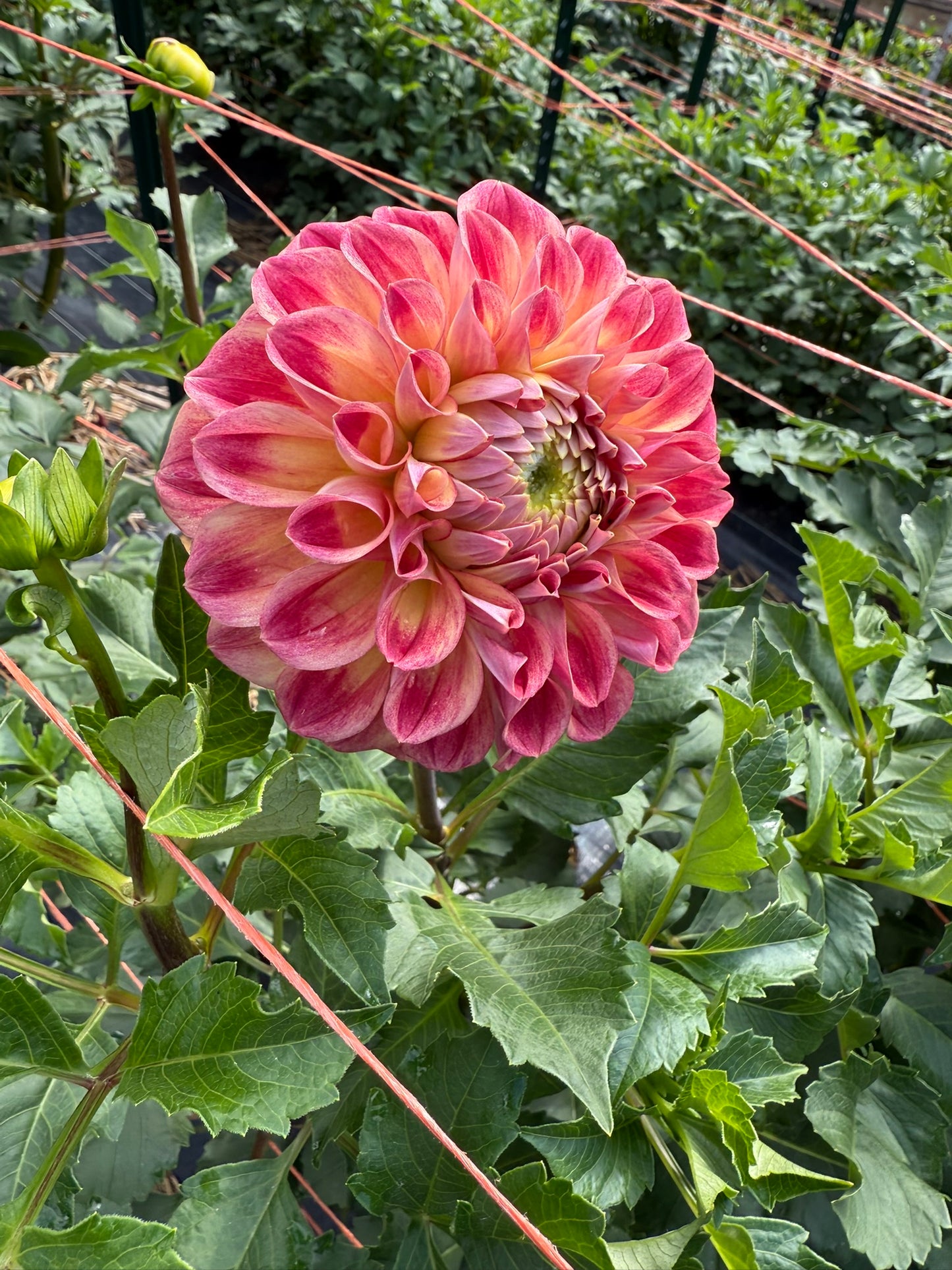RM James Dahlia Tuber