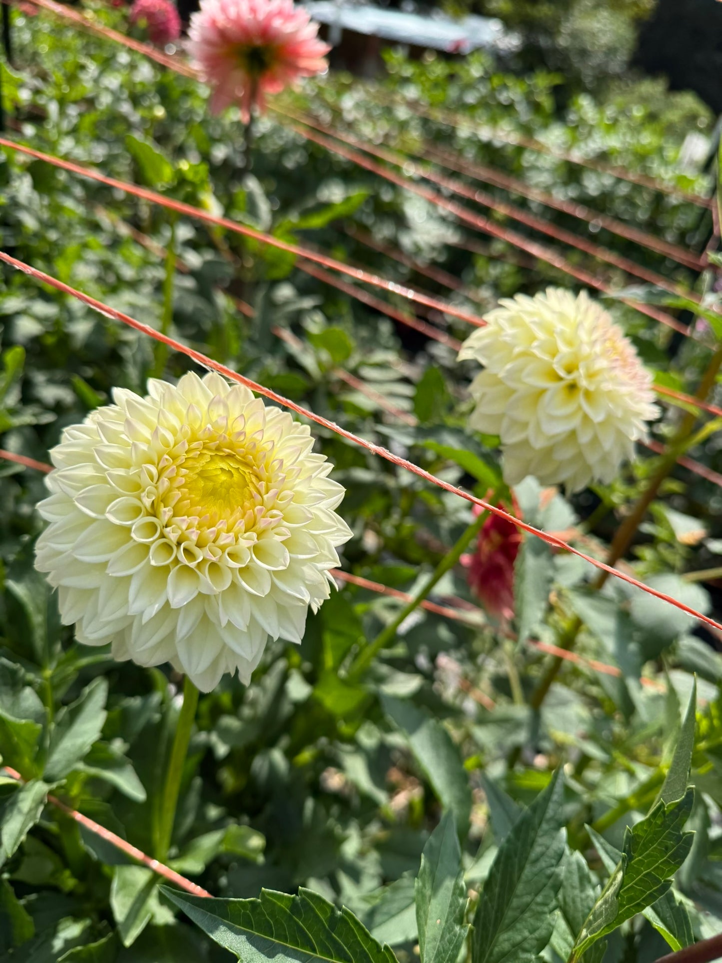 Winholme Diane Dahlia Tuber