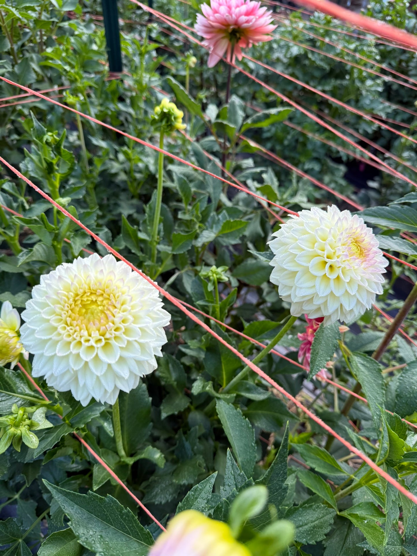 Winholme Diane Dahlia Tuber