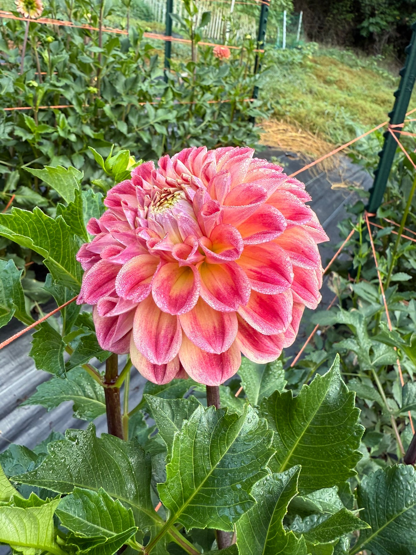 RM James Dahlia Tuber