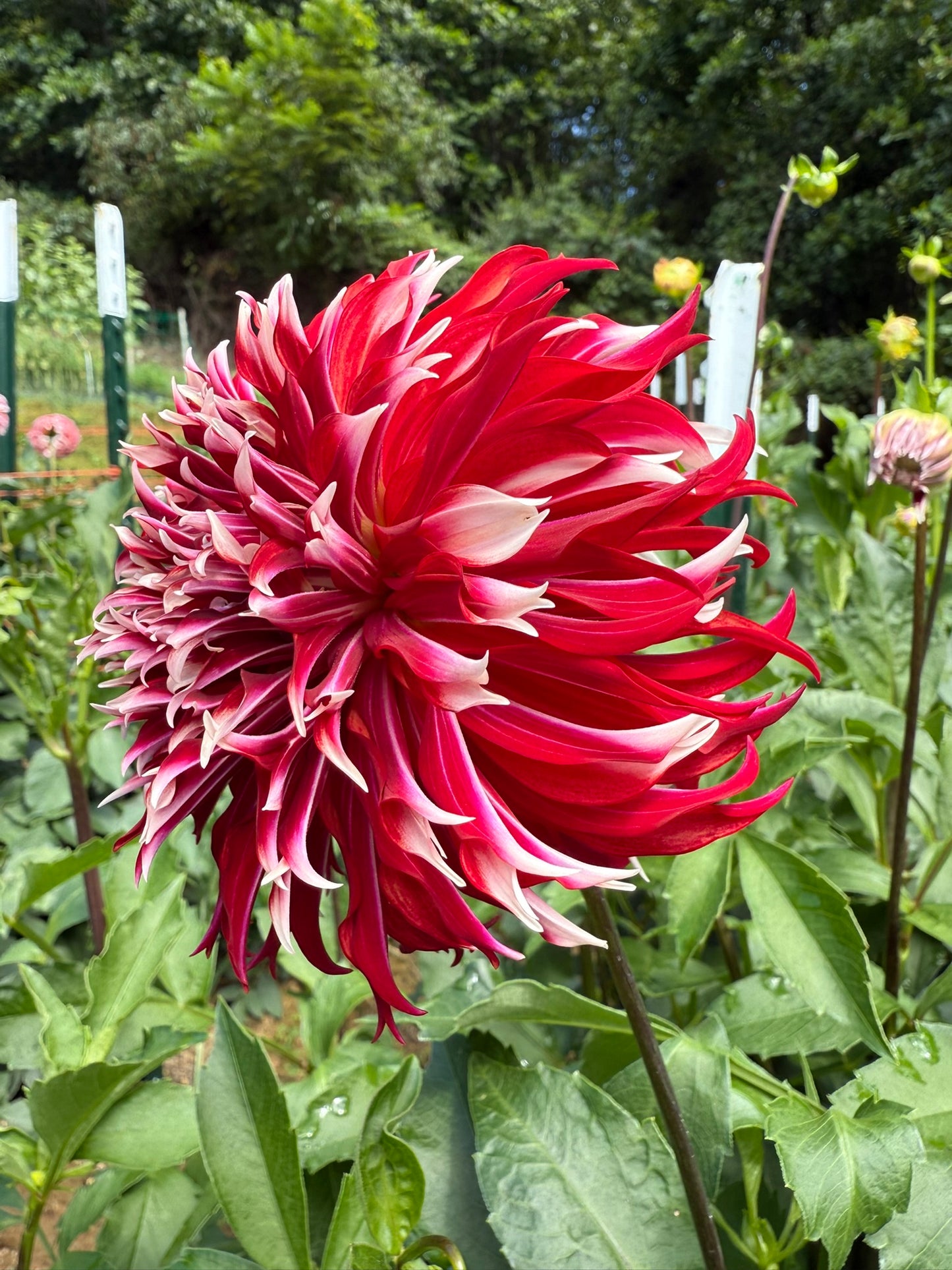 Bloomquist Firecracker Dahlia Tuber