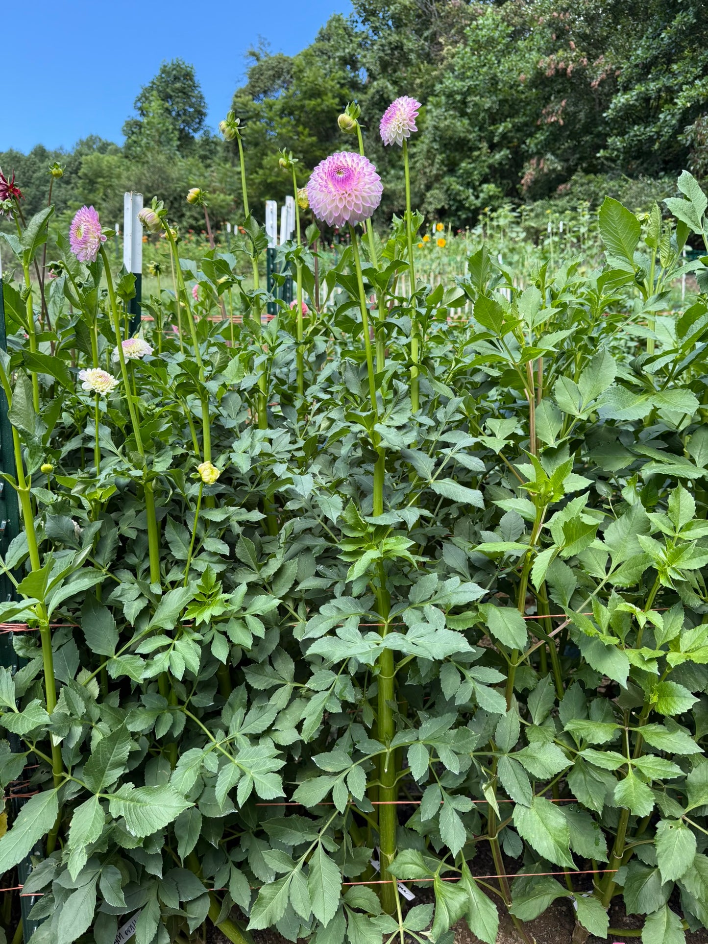 Westerton Ella Grace Dahlia Tuber