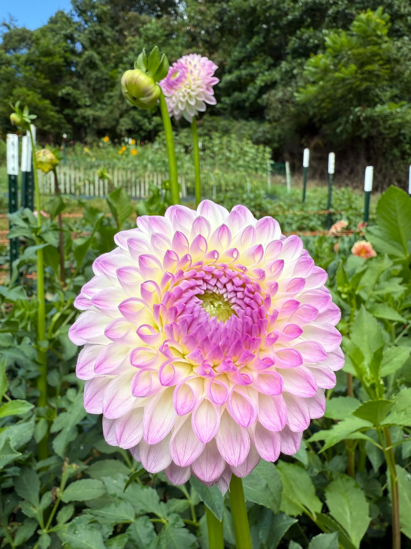Westerton Ella Grace Dahlia Tuber