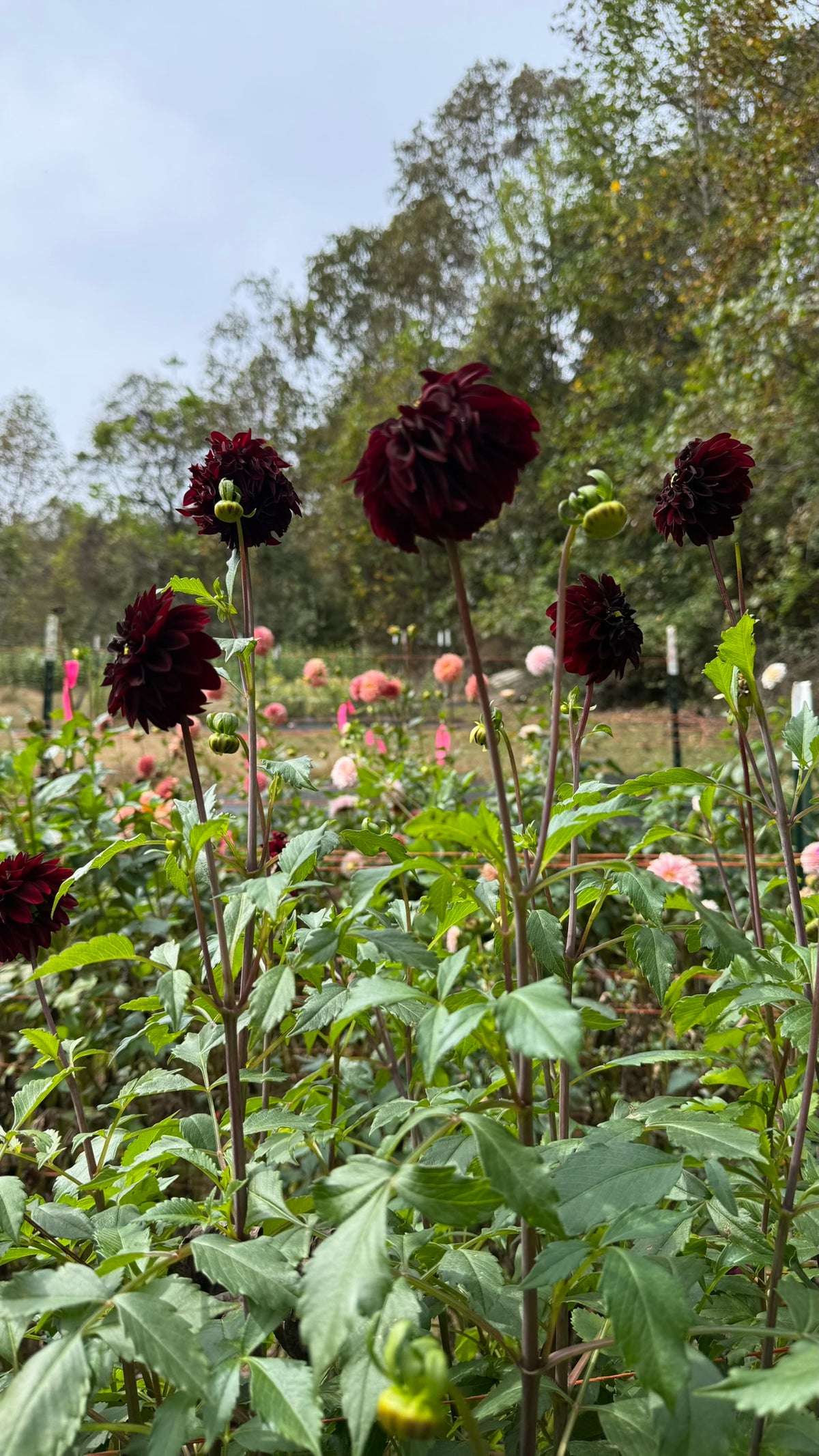 Rivers Dark Chocolate Dahlia Tuber