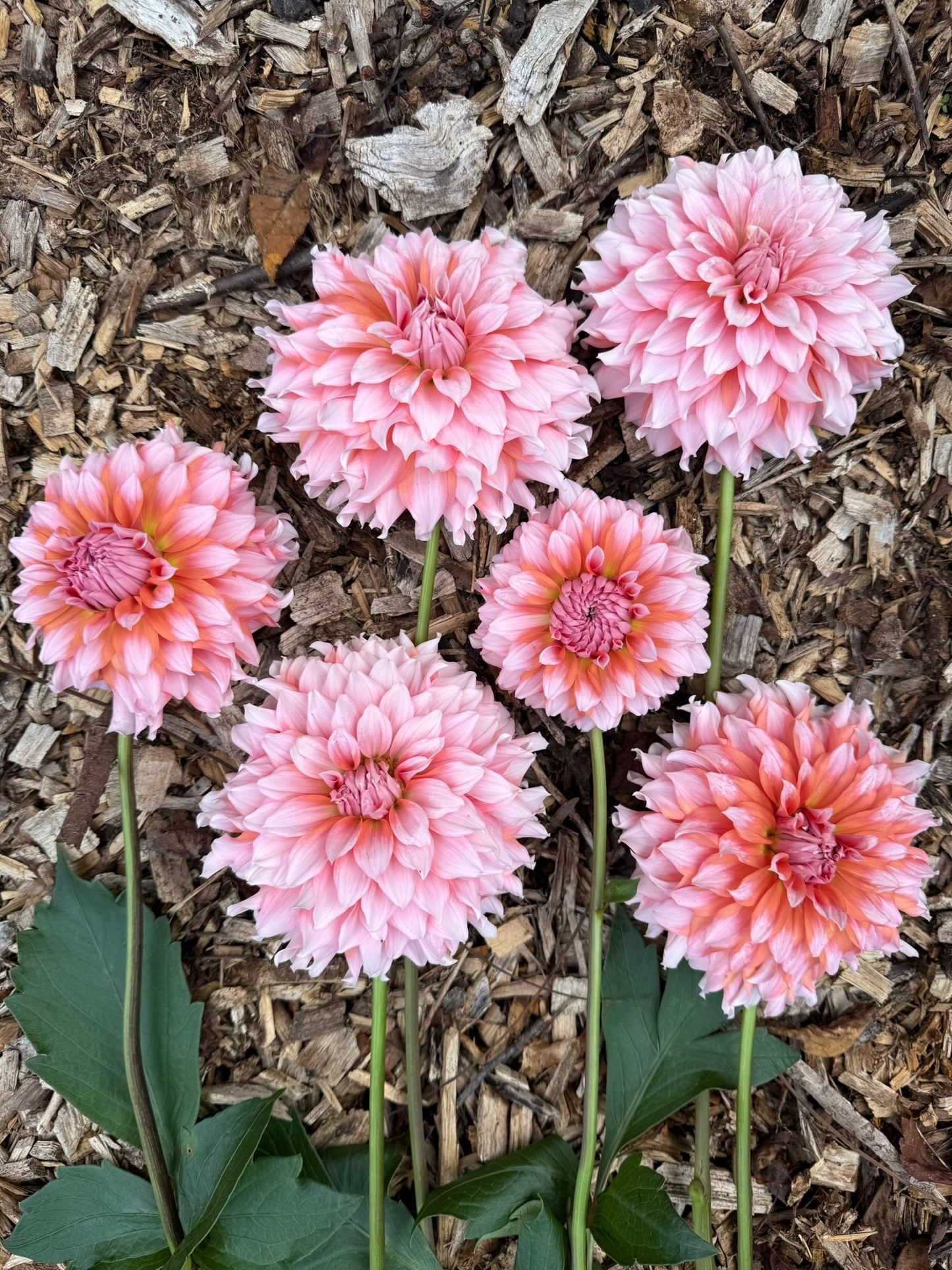 Lee's Two Step Dahlia Tuber