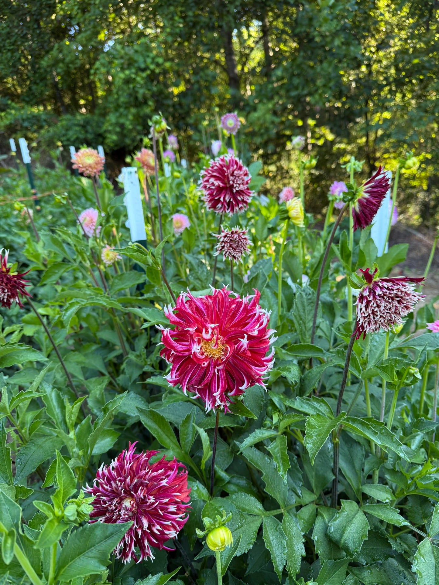 Bloomquist Firecracker Dahlia Tuber