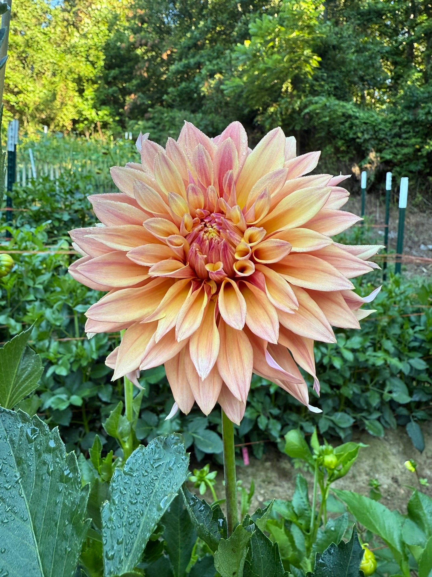 Tyrell Dahlia Tuber