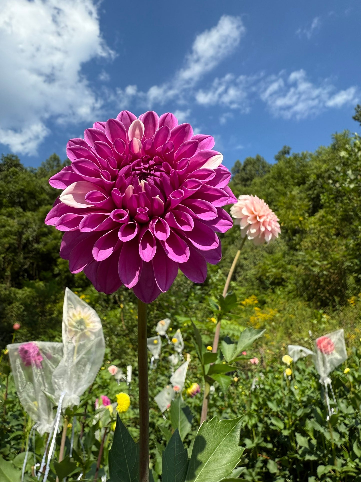 Lee's Lilly Pilly Dahlia Tuber