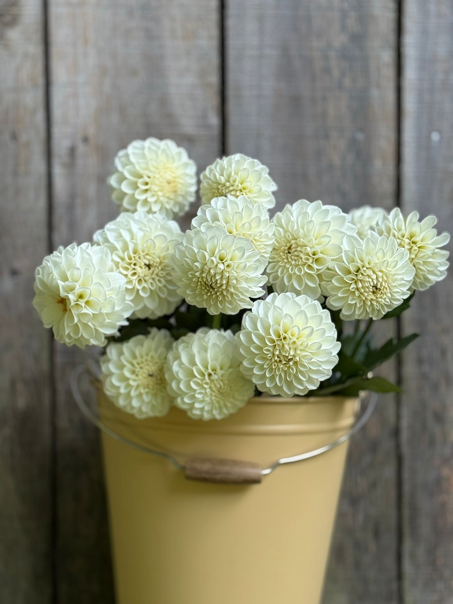 Boom Boom White Dahlia Tuber