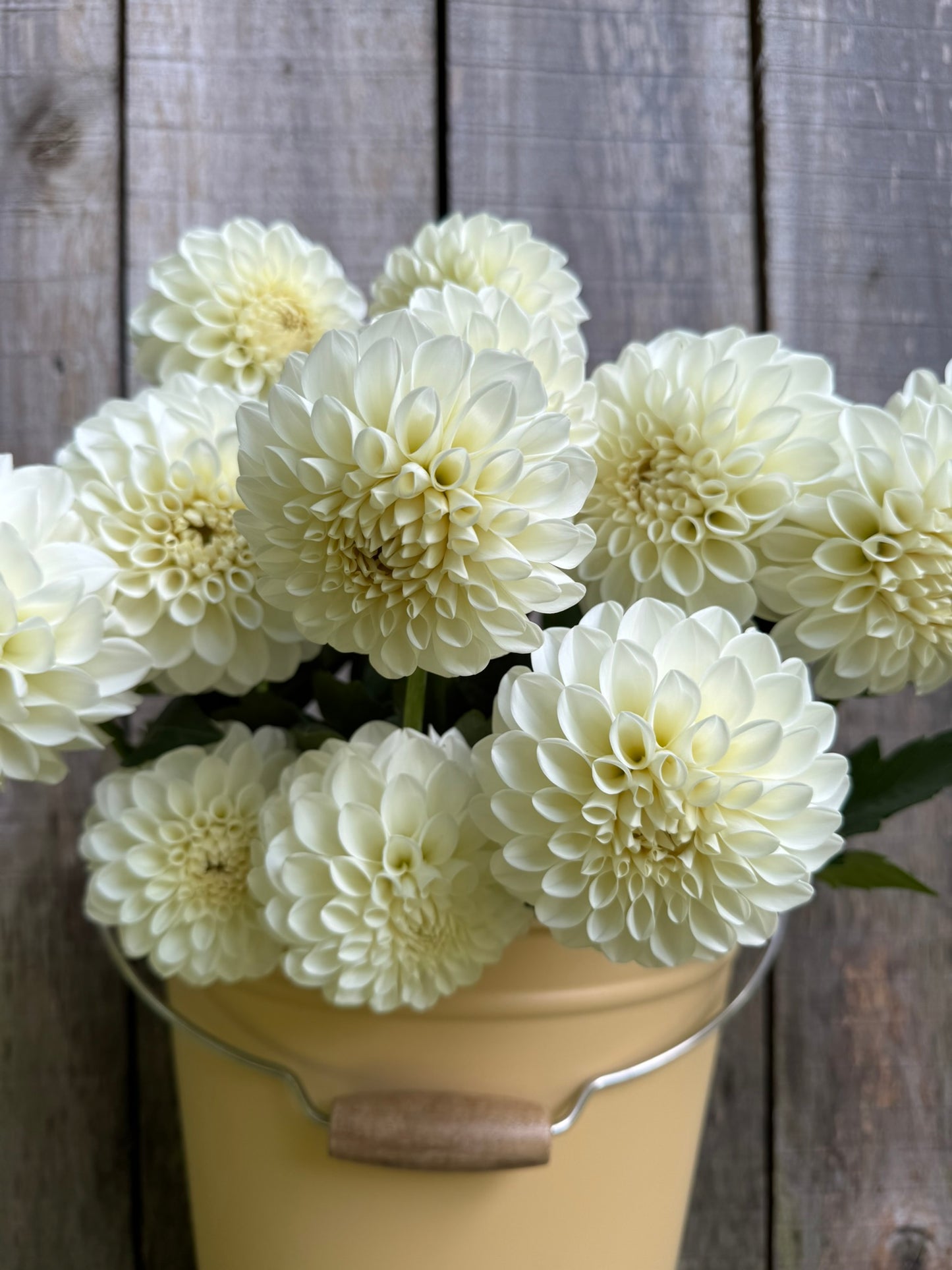 Boom Boom White Dahlia Tuber