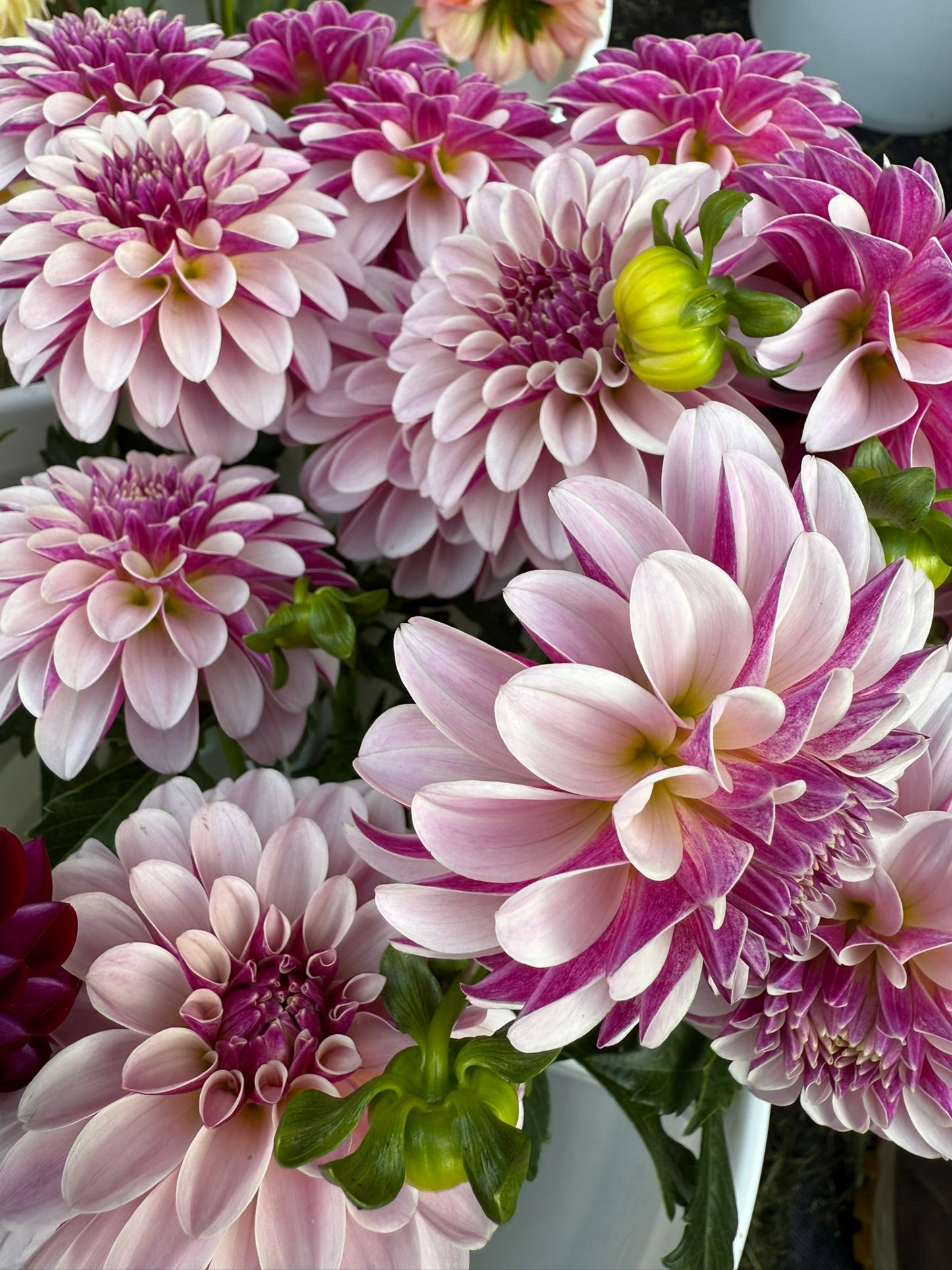 Salish Twilight Girl Dahlia Tuber