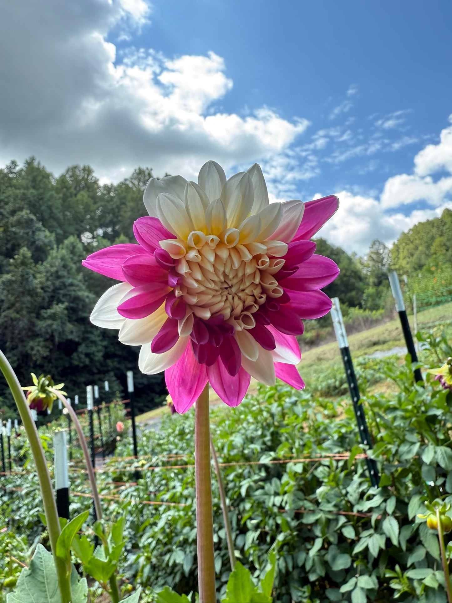 Bloomquist Spot Dahlia Tuber
